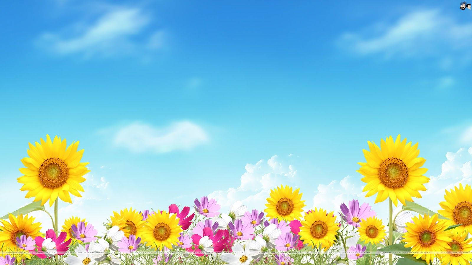1600X900 Summer Wallpaper and Background