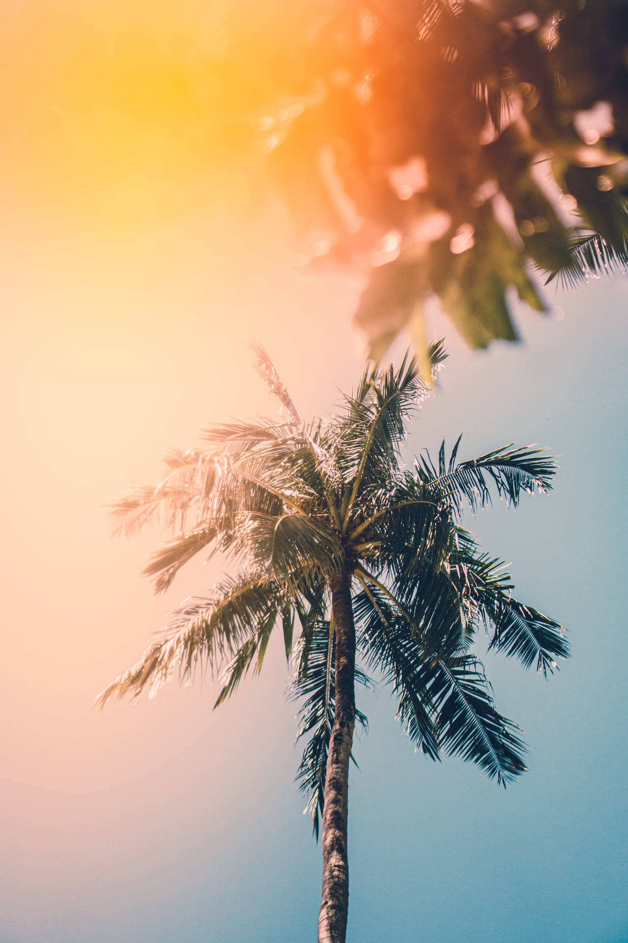 3877X5815 Summer Wallpaper and Background