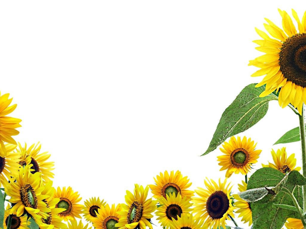 1024X768 Sunflower Wallpaper and Background
