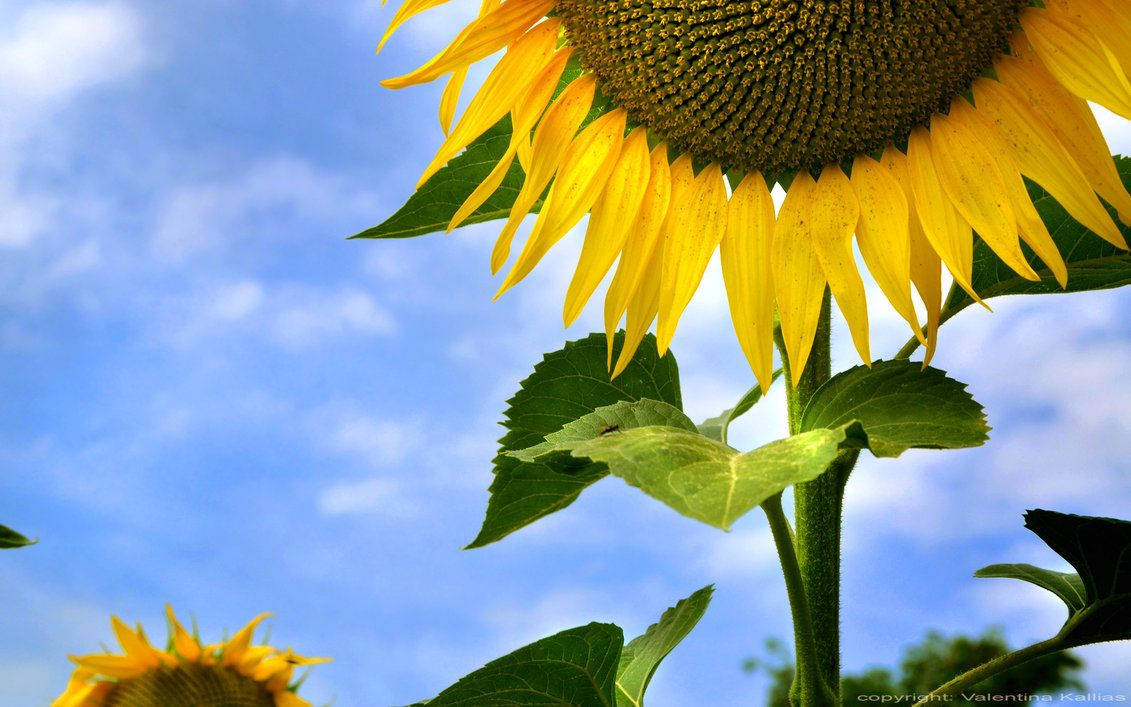 1131X707 Sunflower Wallpaper and Background
