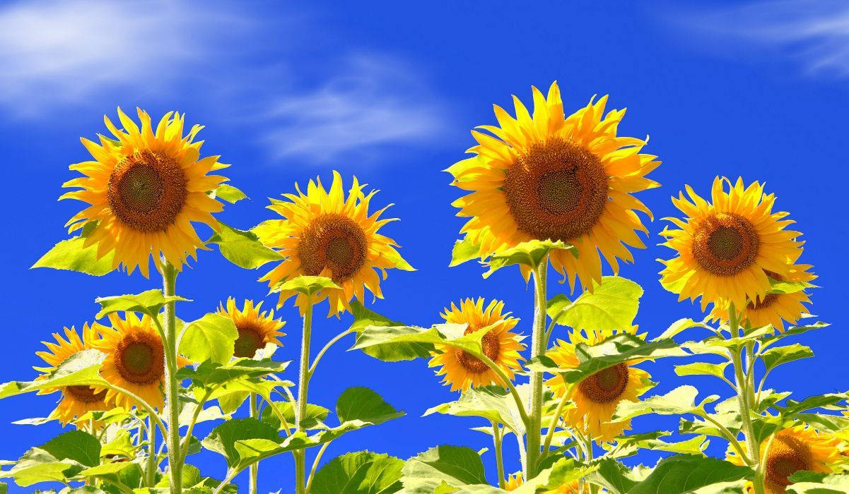 1201X700 Sunflower Wallpaper and Background