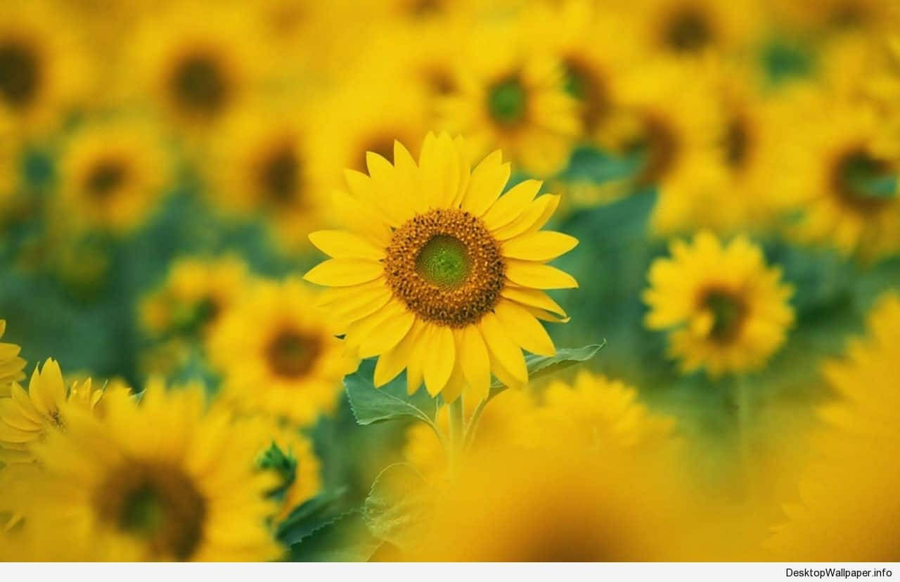 1280X828 Sunflower Wallpaper and Background
