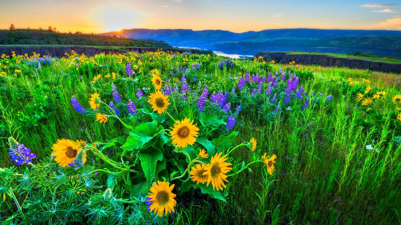 1366X768 Sunflower Wallpaper and Background