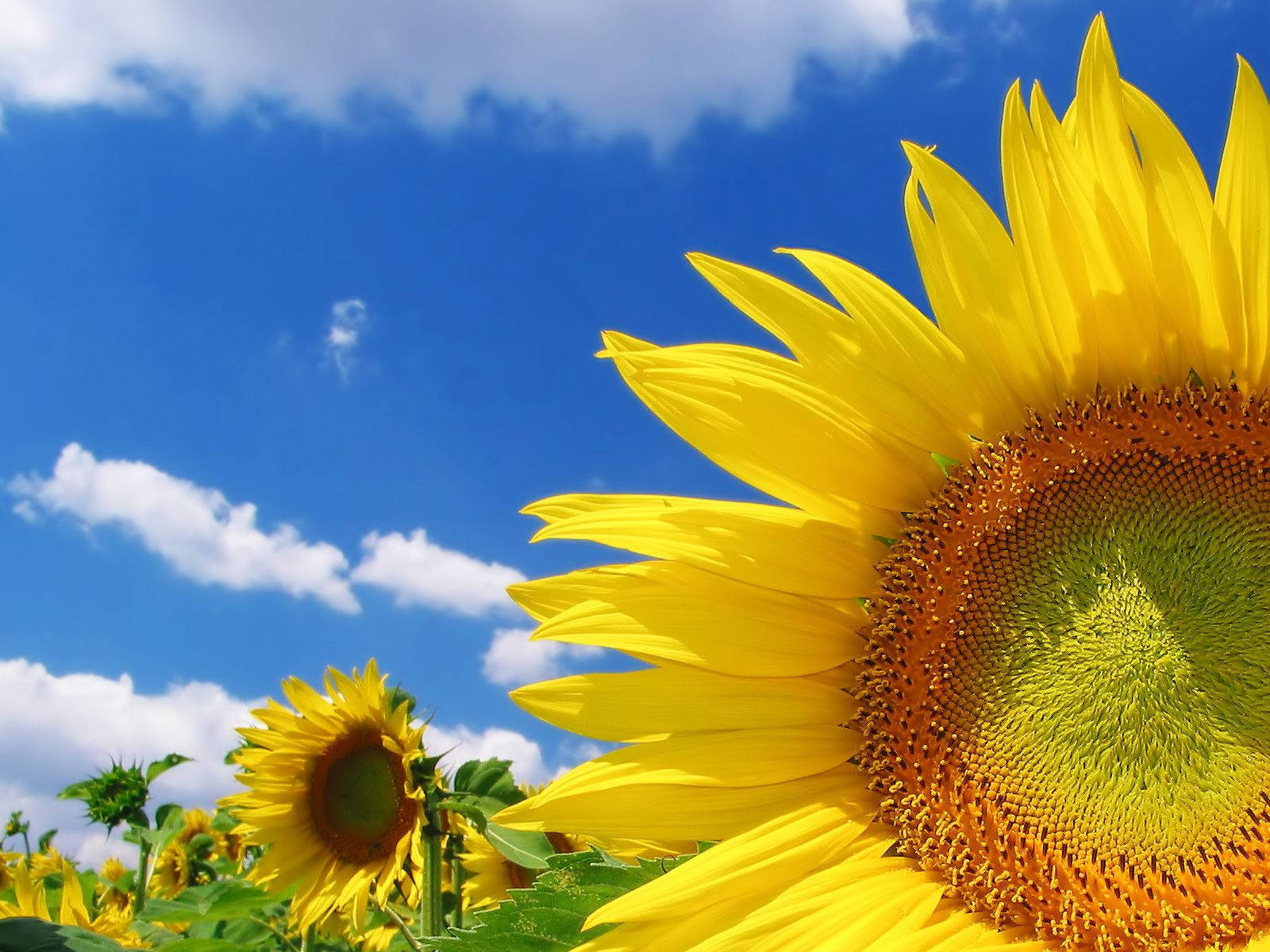 1600X1200 Sunflower Wallpaper and Background