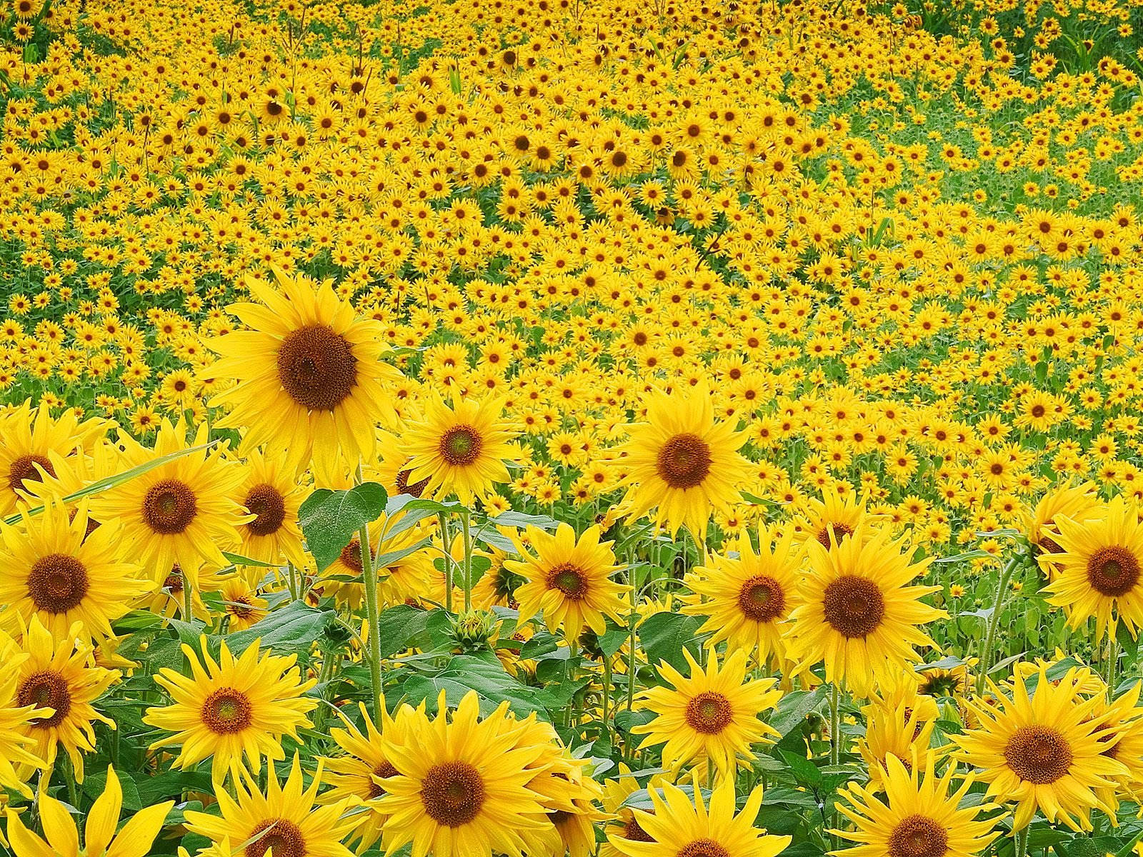 1600X1200 Sunflower Wallpaper and Background