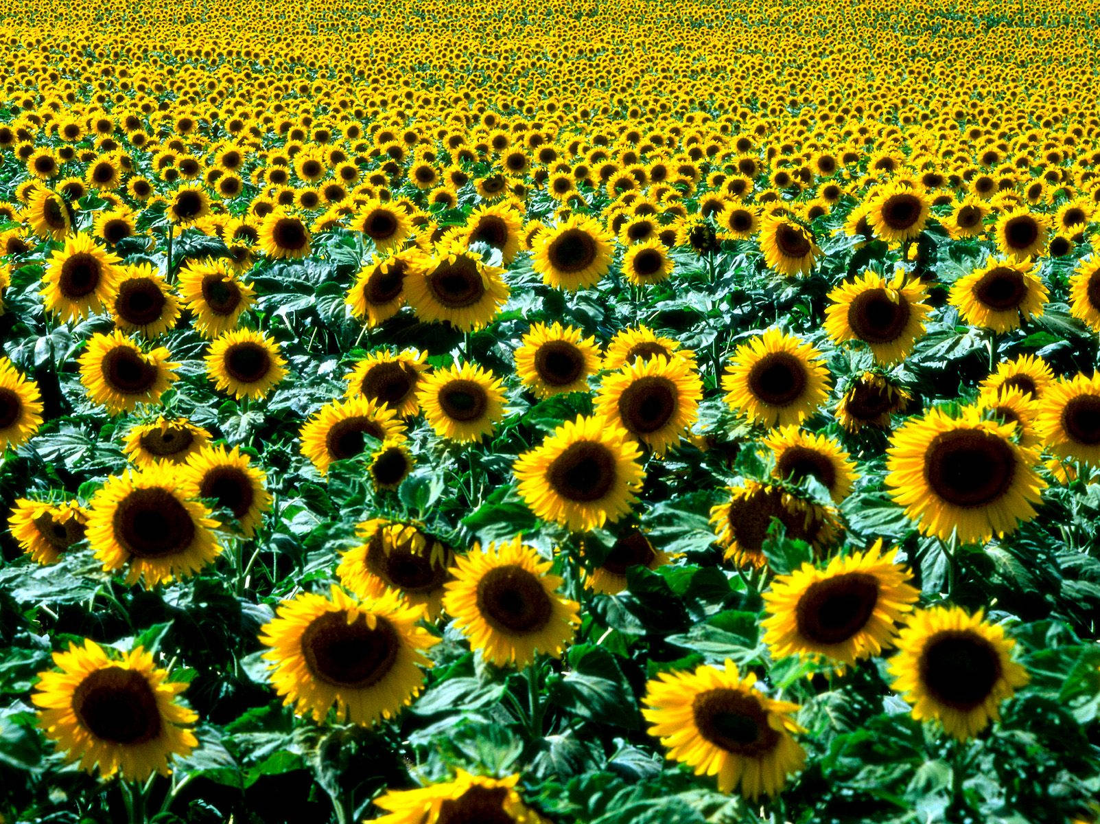 1603X1200 Sunflower Wallpaper and Background