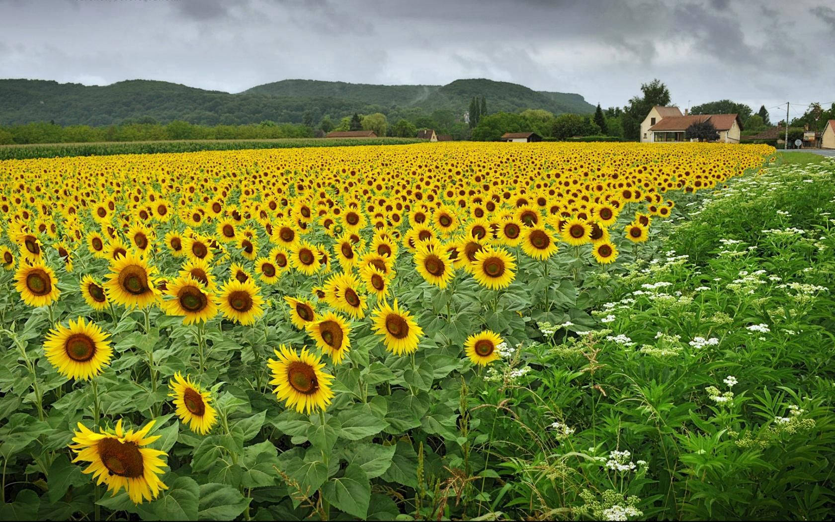 1680X1050 Sunflower Wallpaper and Background