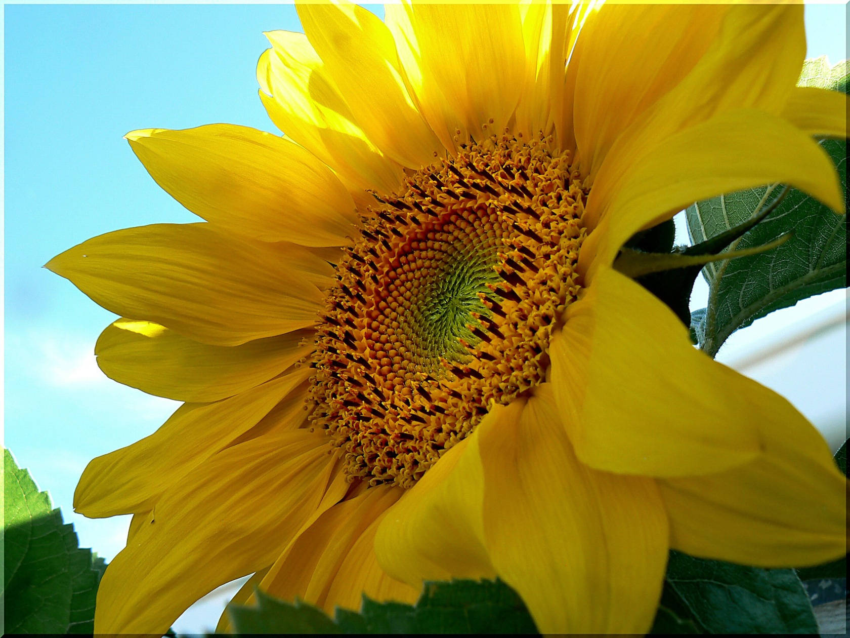 1680X1260 Sunflower Wallpaper and Background