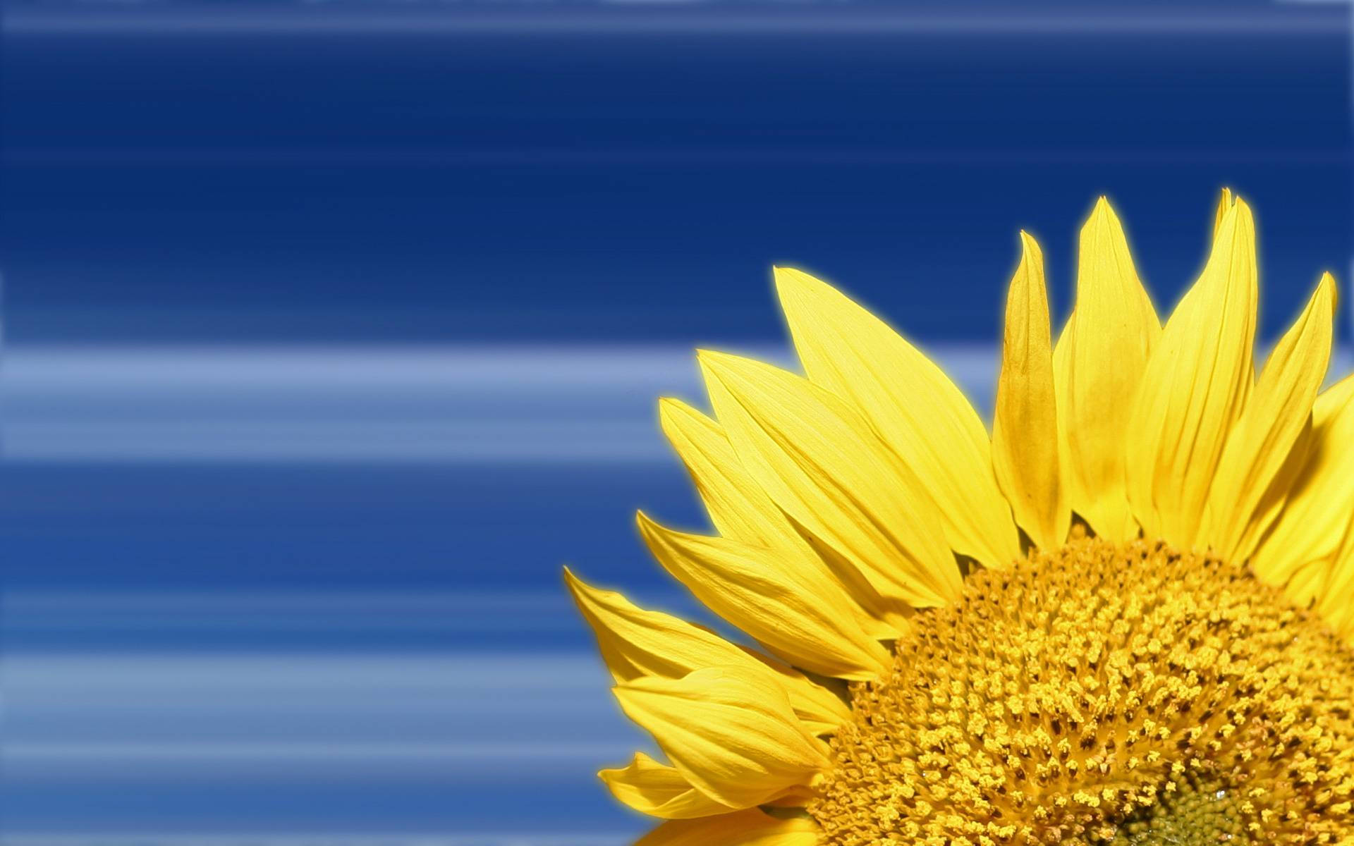 1920X1200 Sunflower Wallpaper and Background