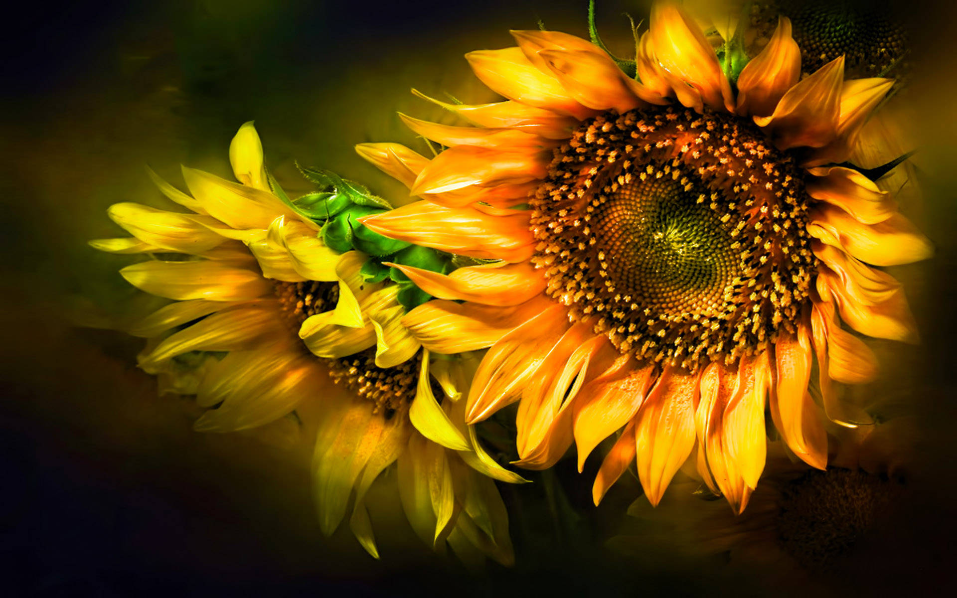 1920X1200 Sunflower Wallpaper and Background