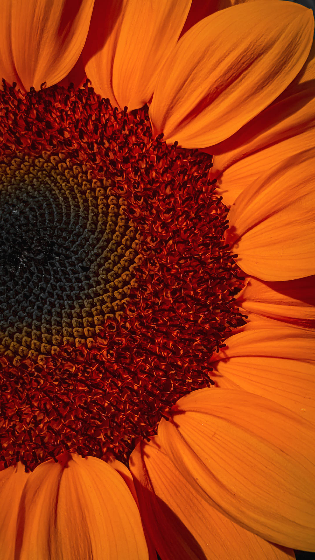 1931X3434 Sunflower Wallpaper and Background