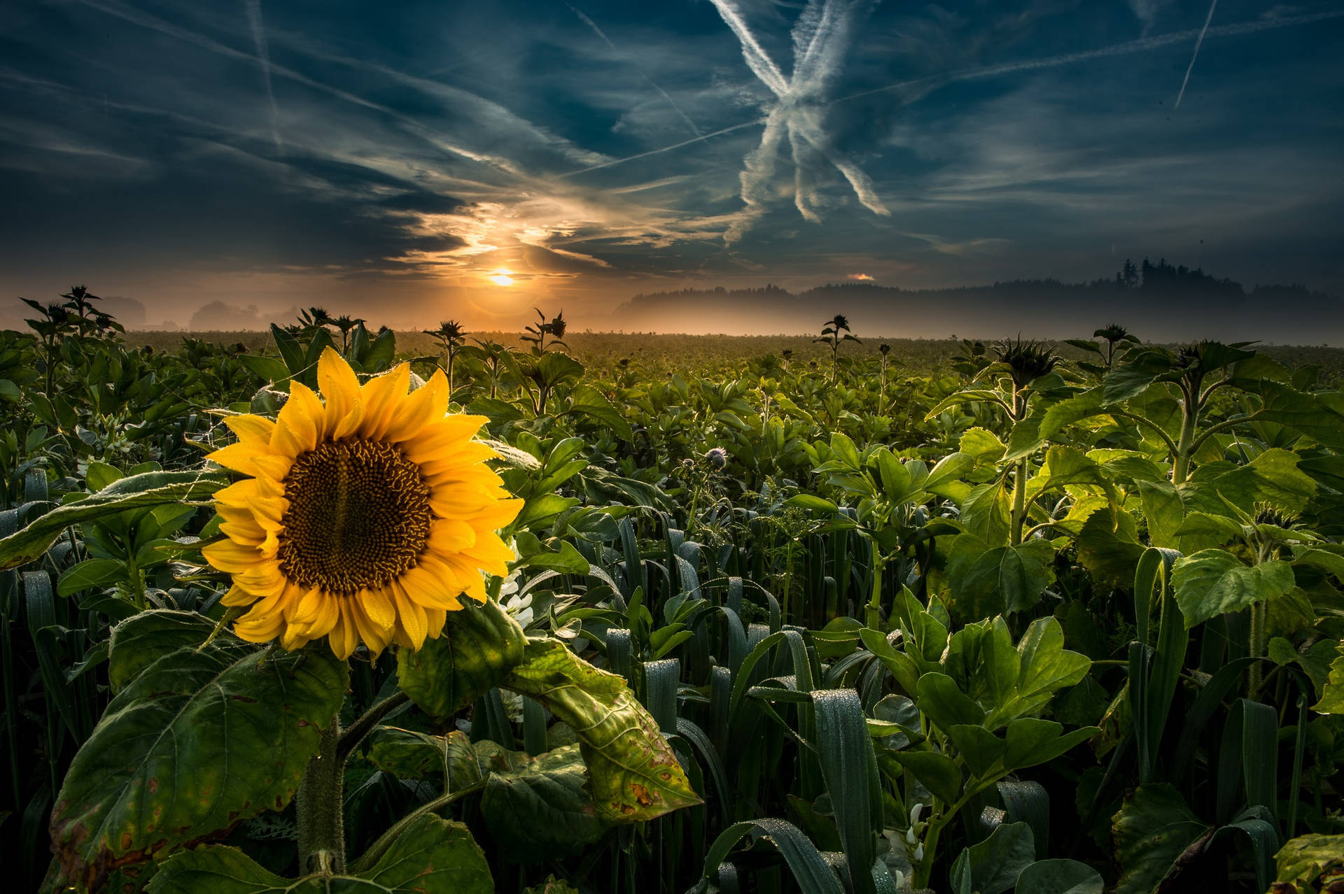 2048X1363 Sunflower Wallpaper and Background