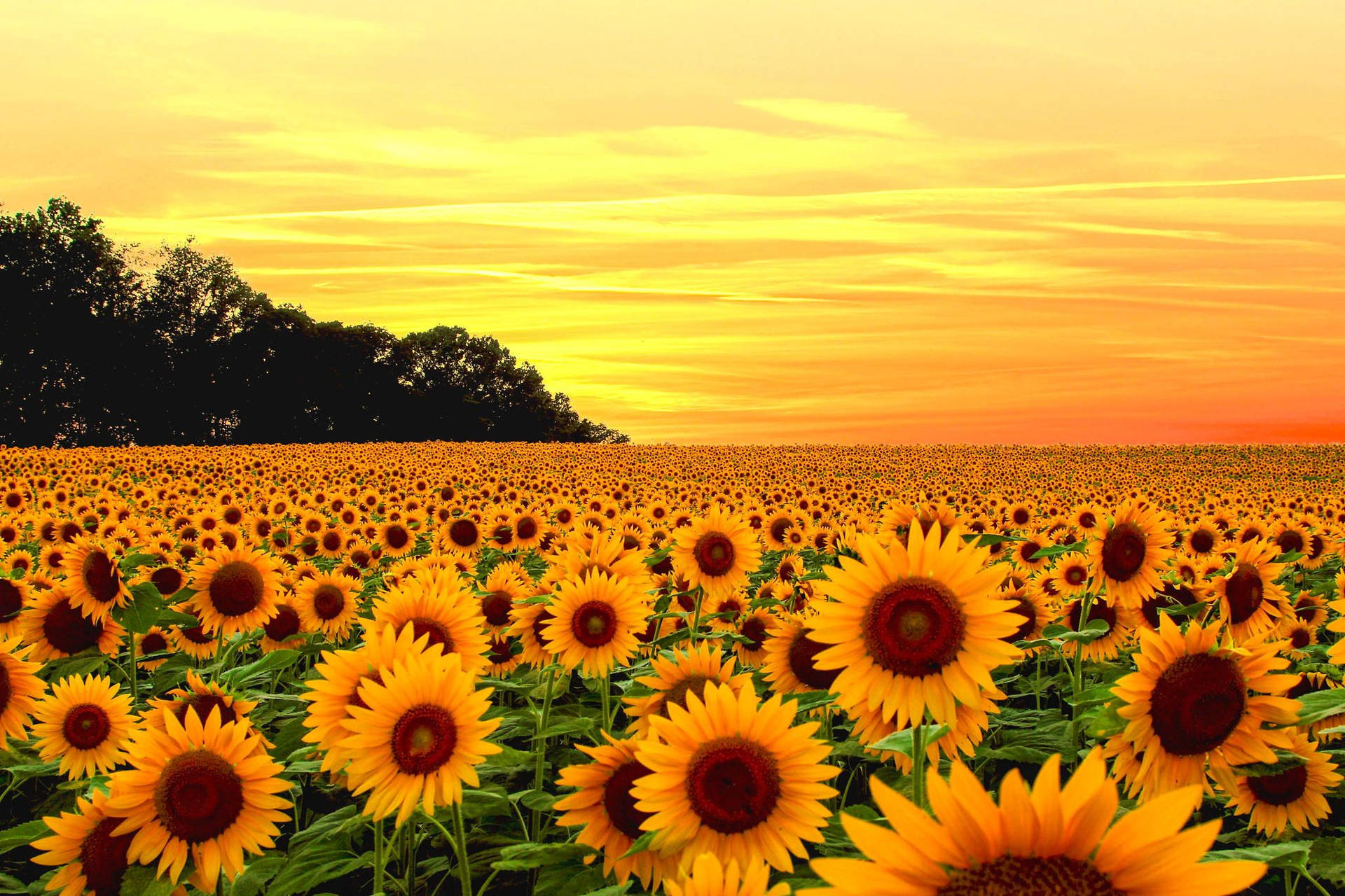 2048X1365 Sunflower Wallpaper and Background
