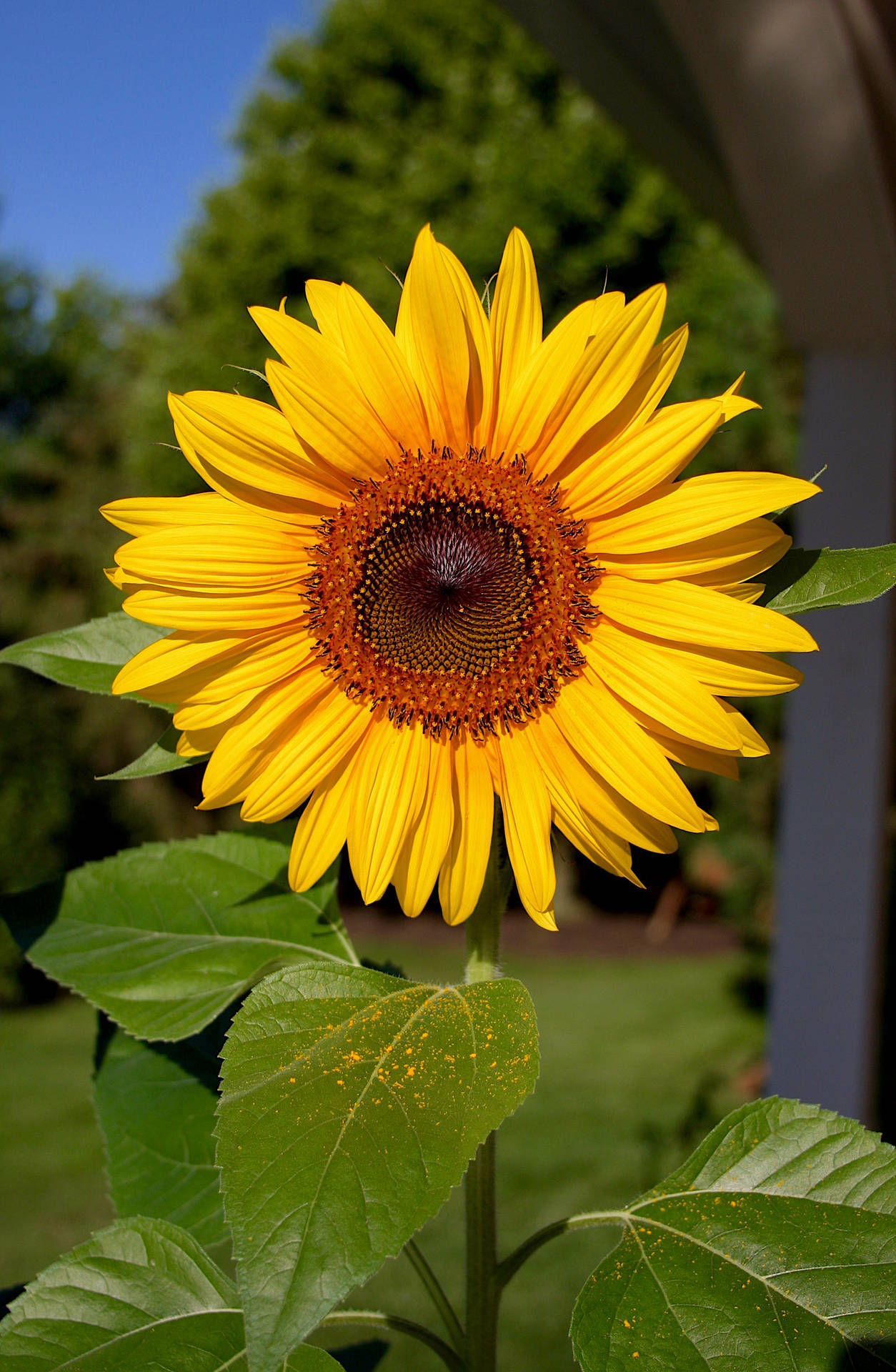 2235X3422 Sunflower Wallpaper and Background