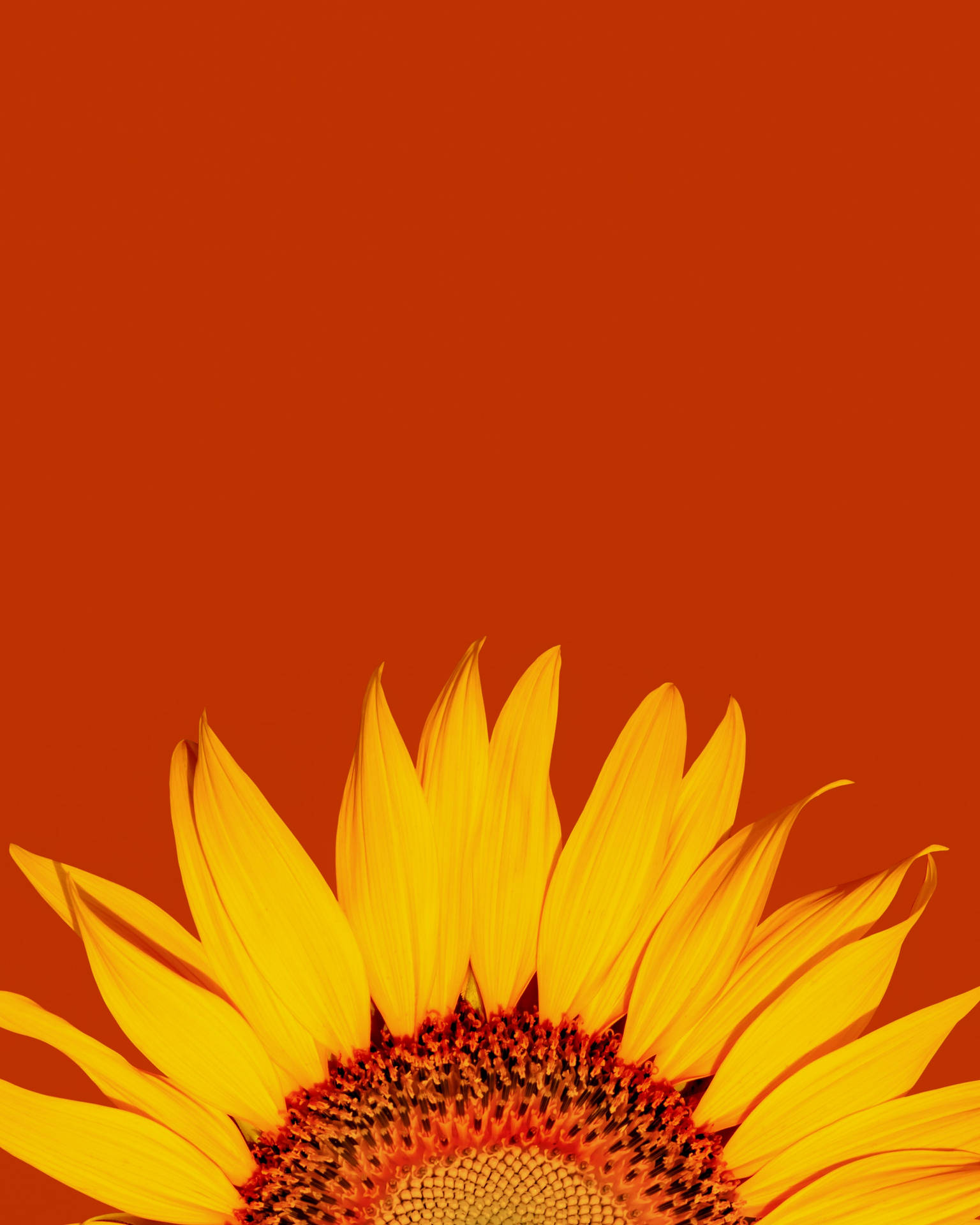 2400X3000 Sunflower Wallpaper and Background