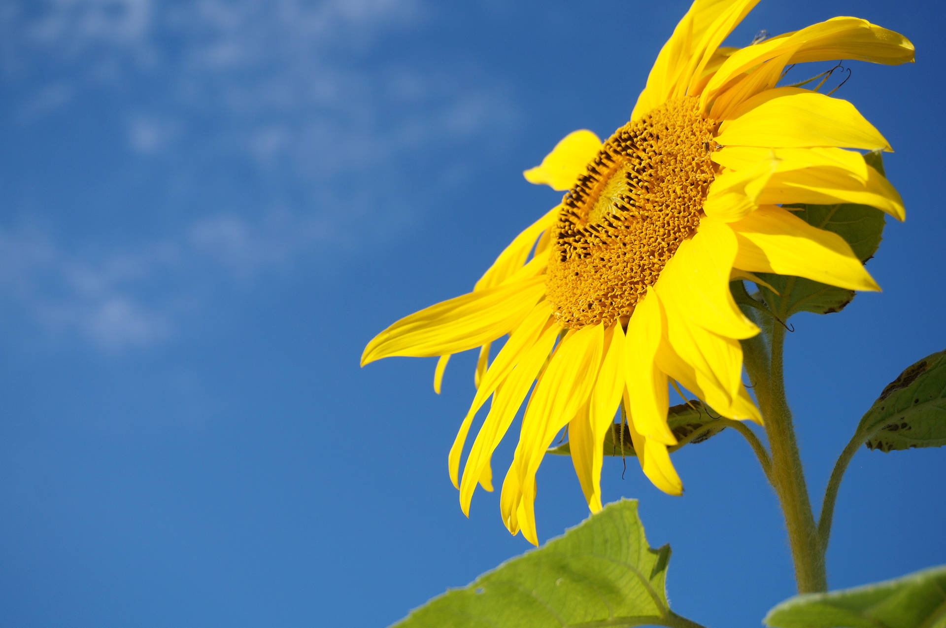 2448X1624 Sunflower Wallpaper and Background