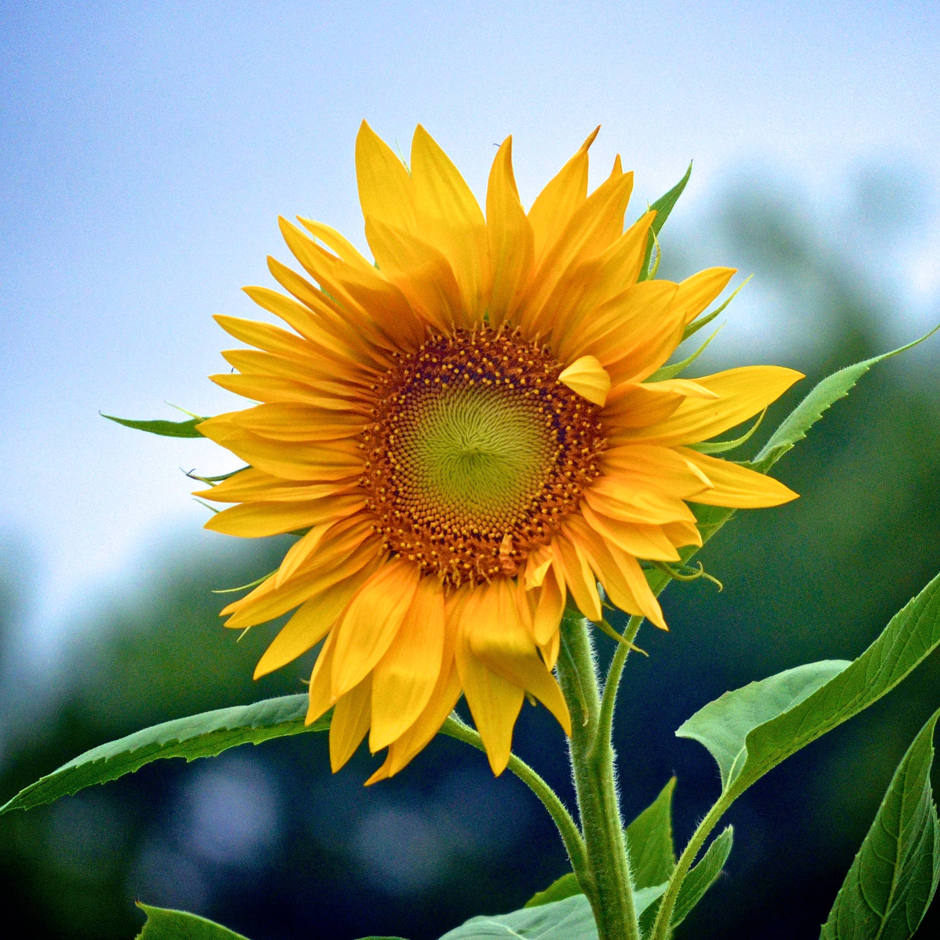2489X2489 Sunflower Wallpaper and Background