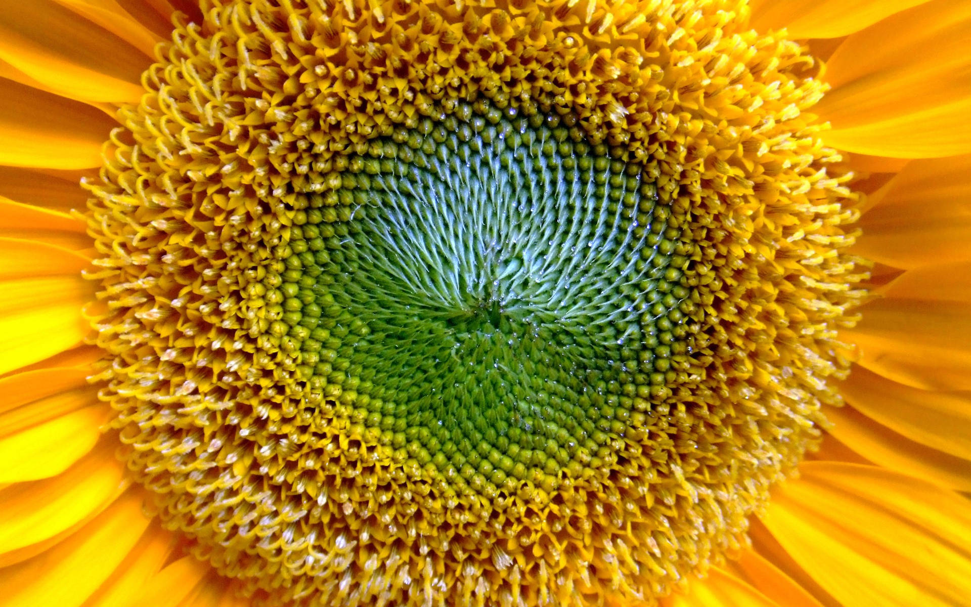 2560X1600 Sunflower Wallpaper and Background