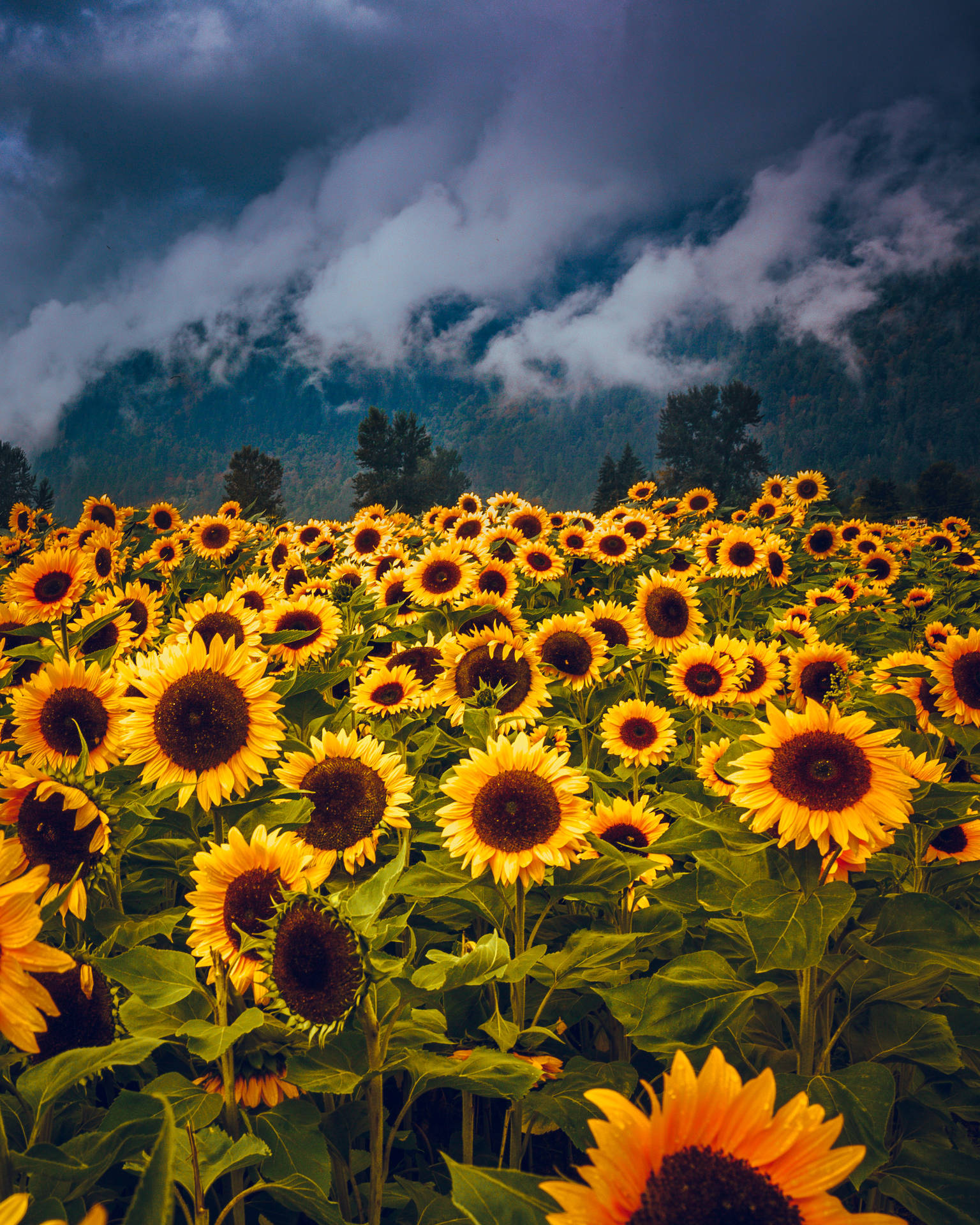 2758X3447 Sunflower Wallpaper and Background