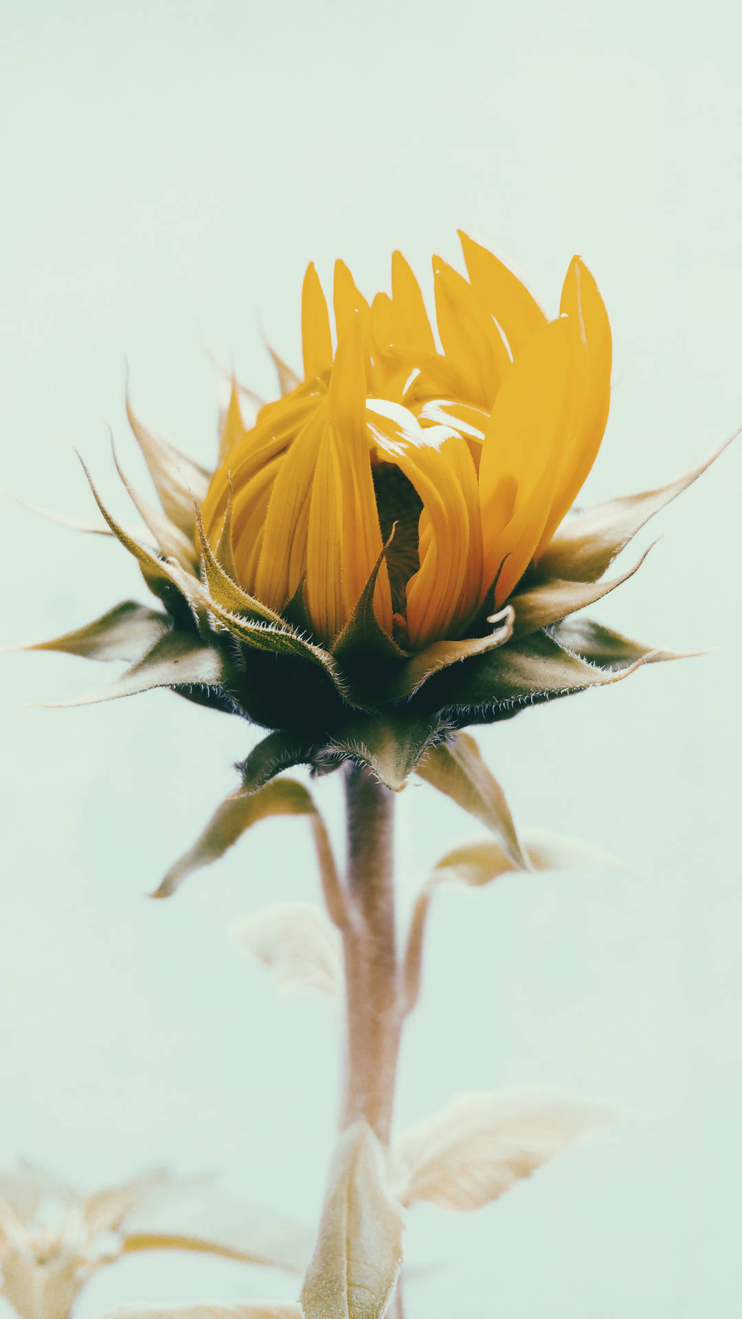 2988X5312 Sunflower Wallpaper and Background
