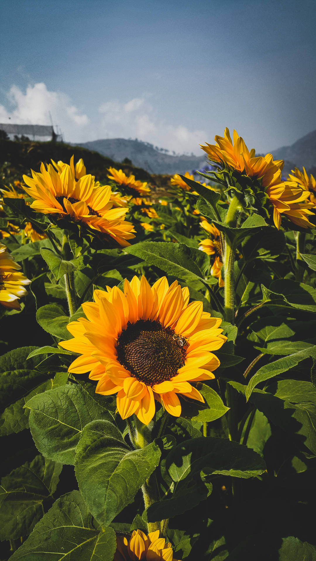 2988X5312 Sunflower Wallpaper and Background
