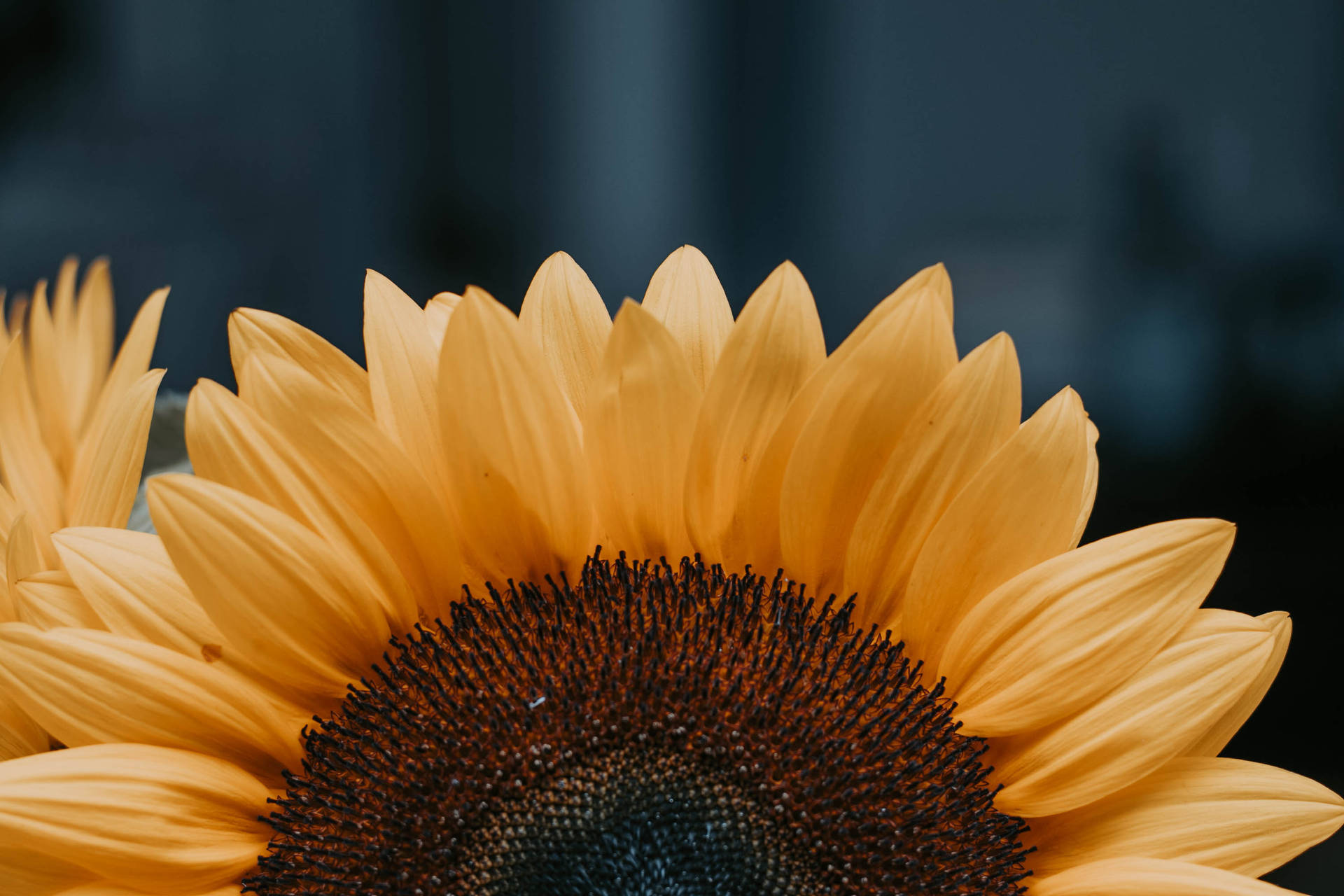 3000X2000 Sunflower Wallpaper and Background