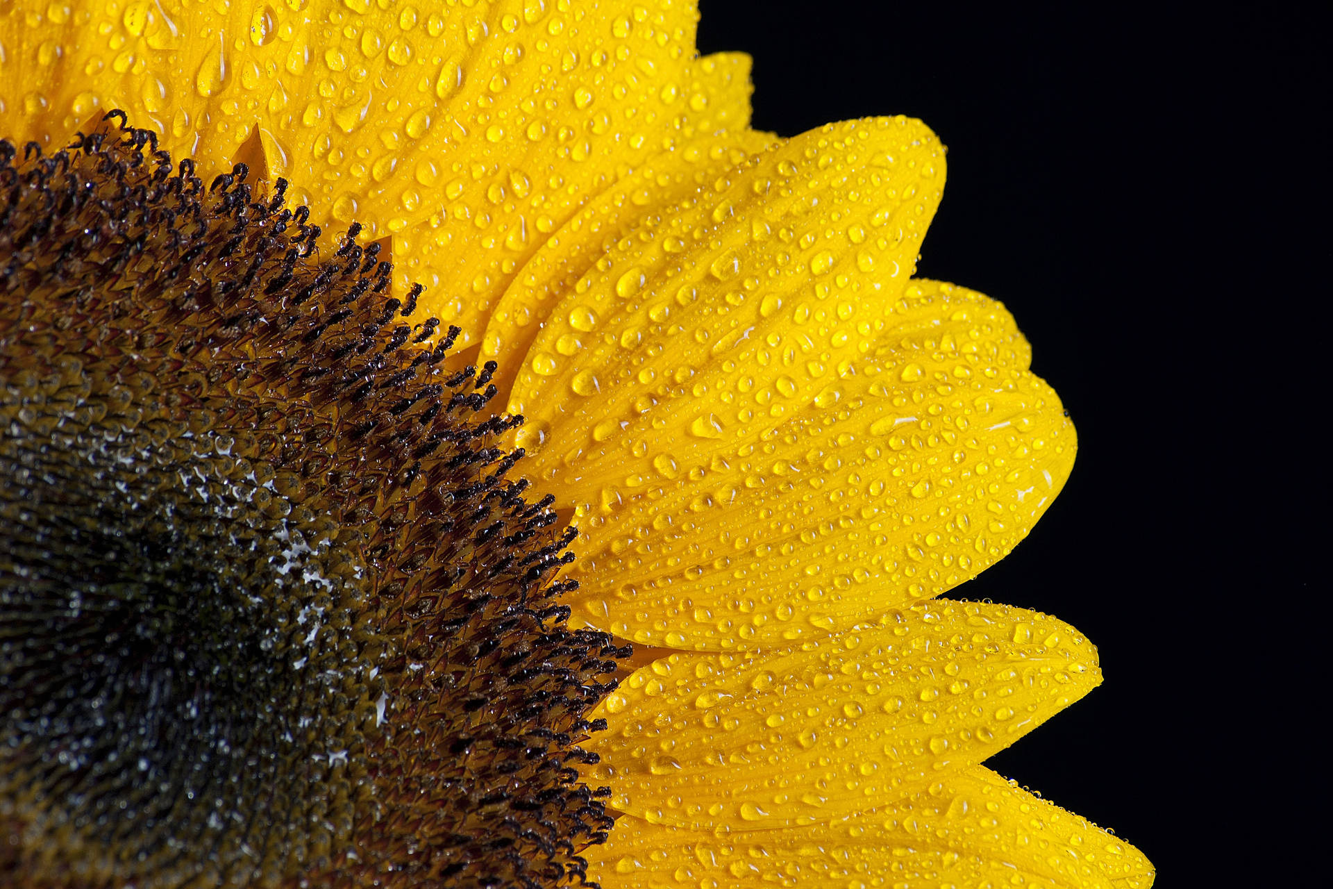 3000X2000 Sunflower Wallpaper and Background