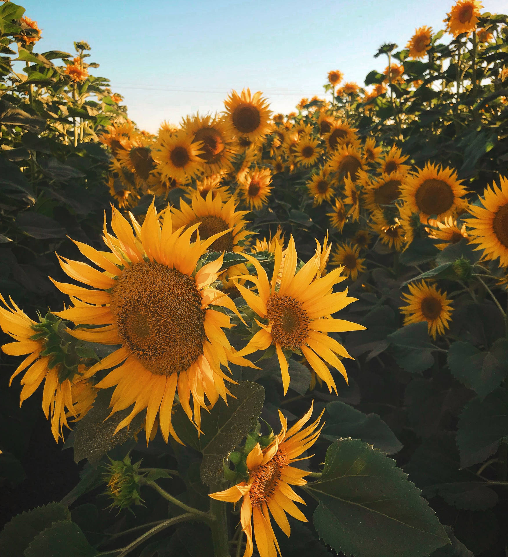 3024X3314 Sunflower Wallpaper and Background