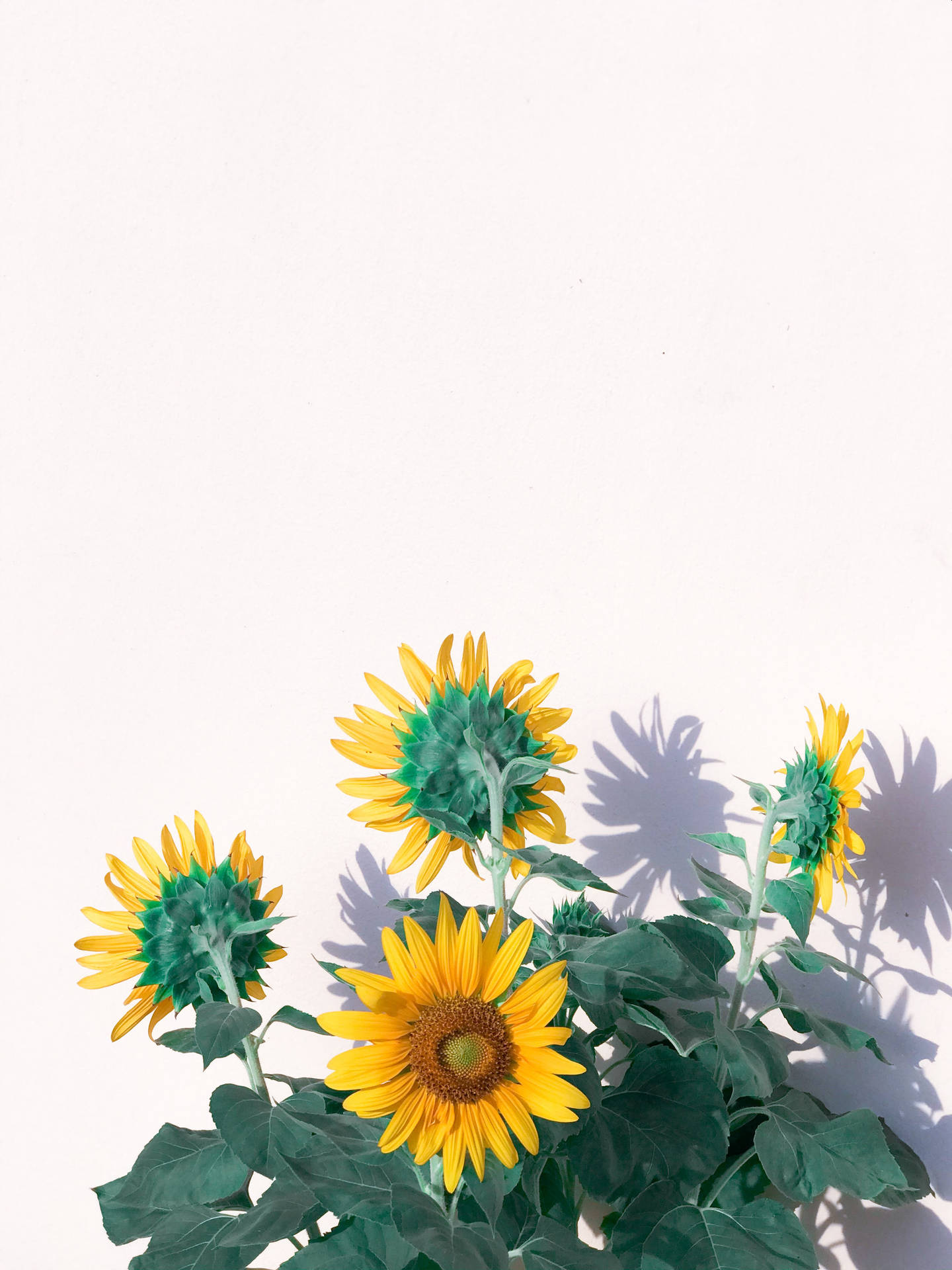 3024X4032 Sunflower Wallpaper and Background