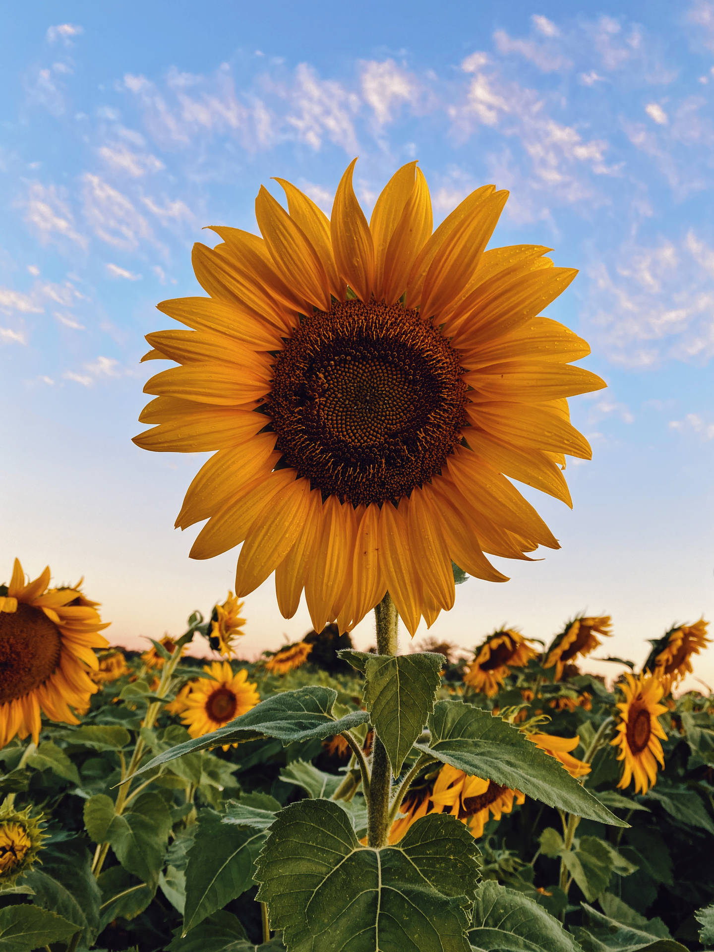 3024X4032 Sunflower Wallpaper and Background