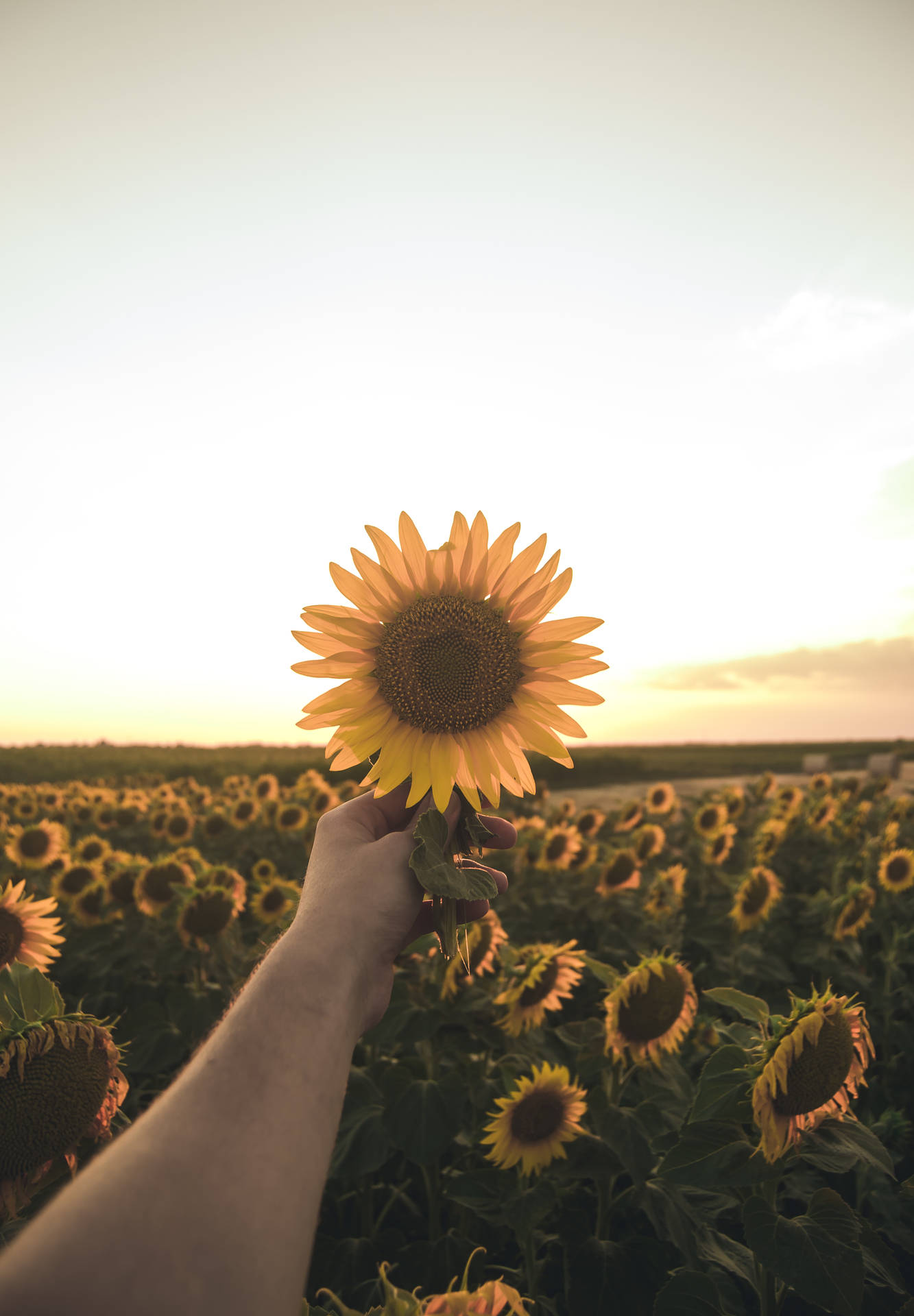 3072X4424 Sunflower Wallpaper and Background