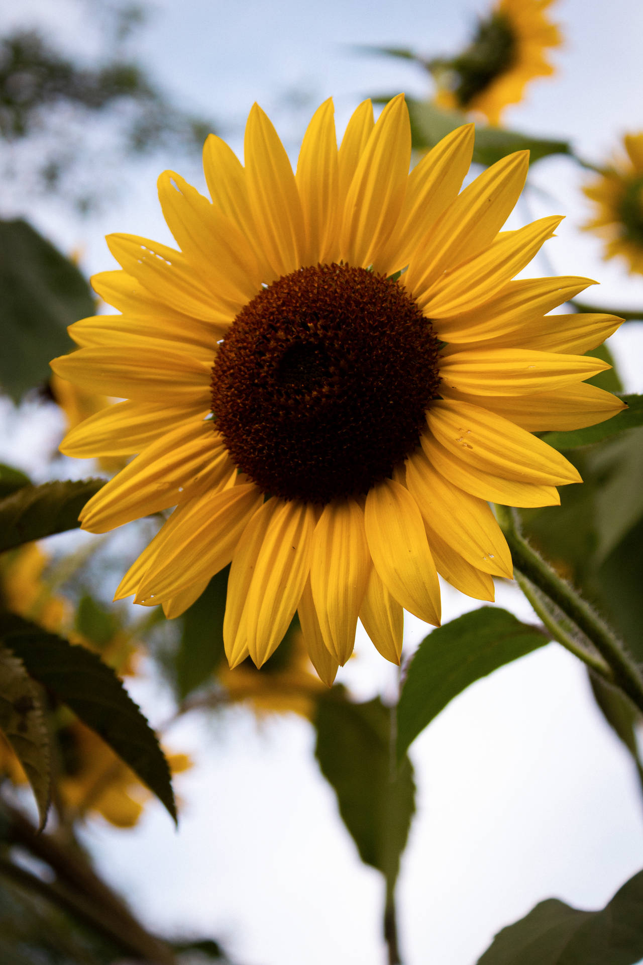 3091X4636 Sunflower Wallpaper and Background