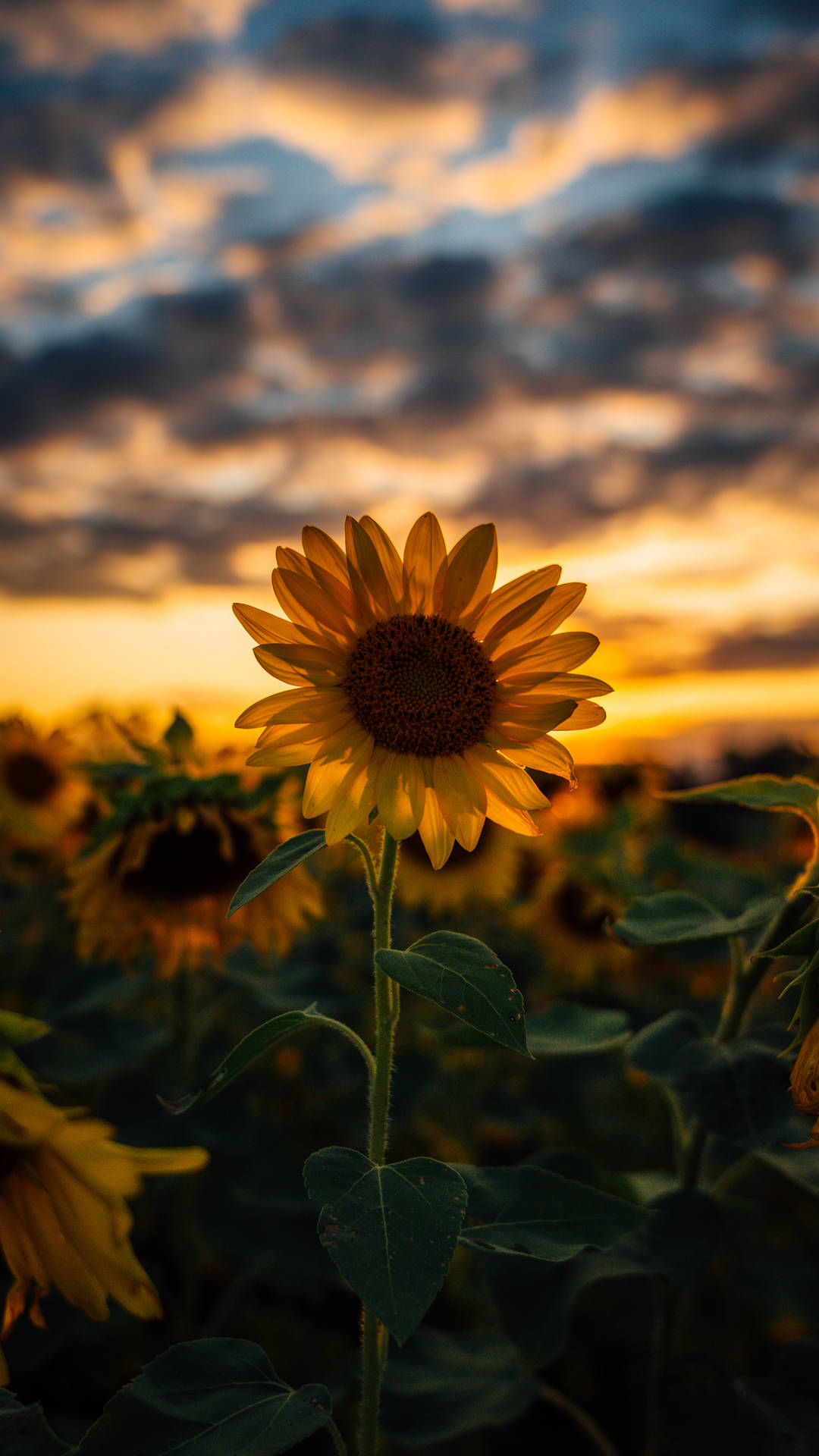 3121X5548 Sunflower Wallpaper and Background