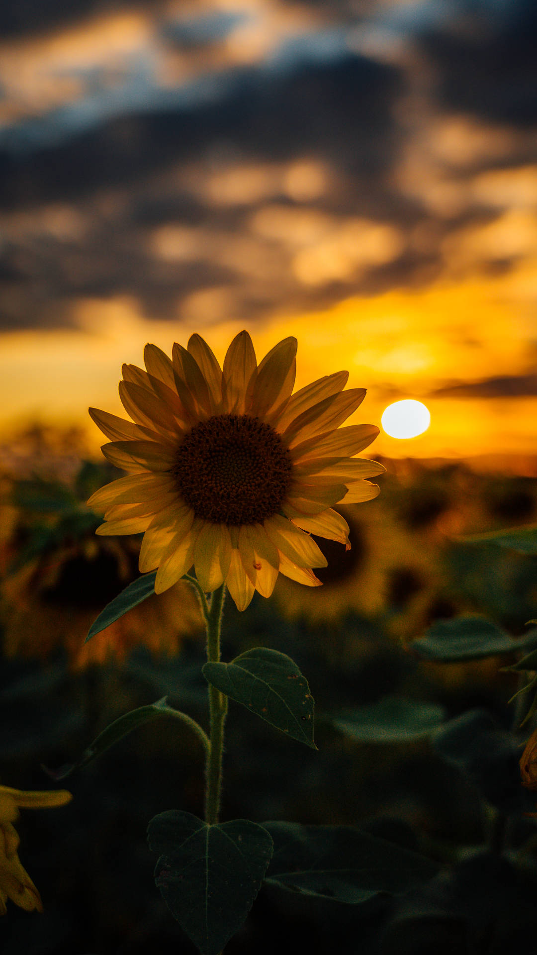3121X5548 Sunflower Wallpaper and Background