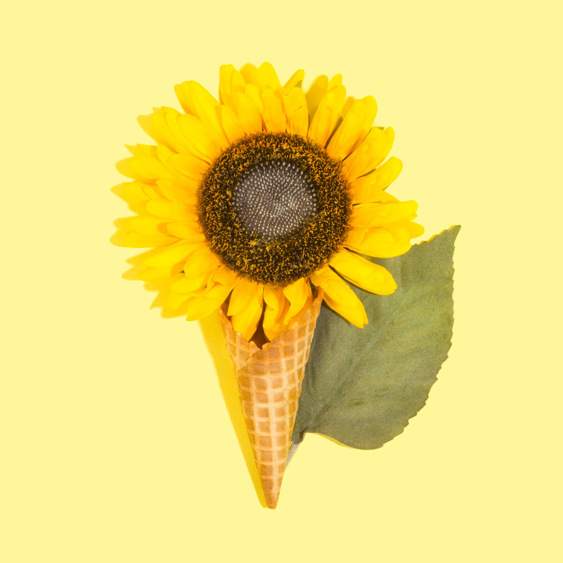 3135X3135 Sunflower Wallpaper and Background