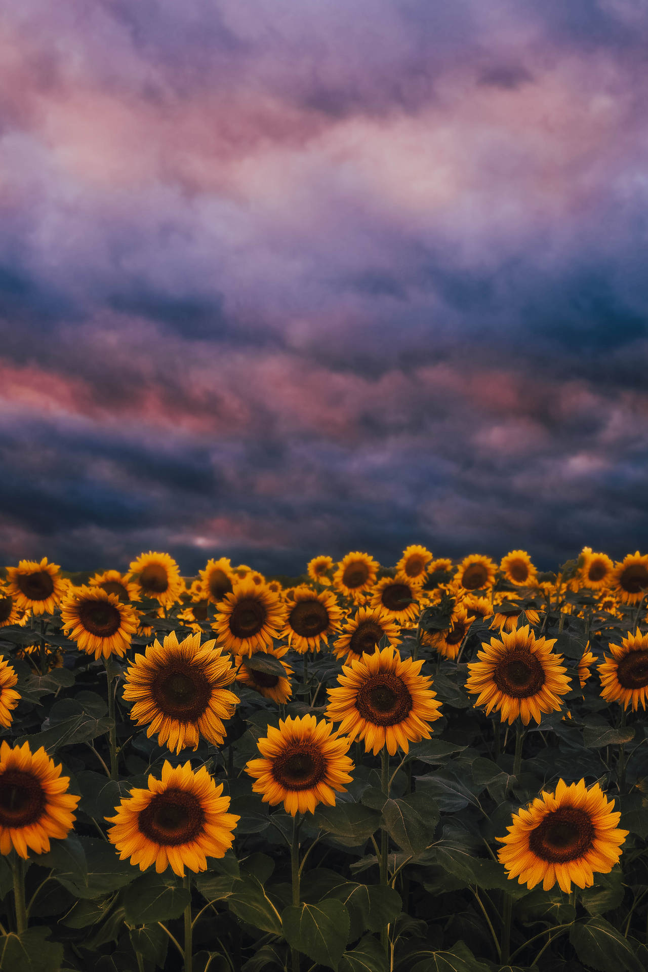 3219X4829 Sunflower Wallpaper and Background