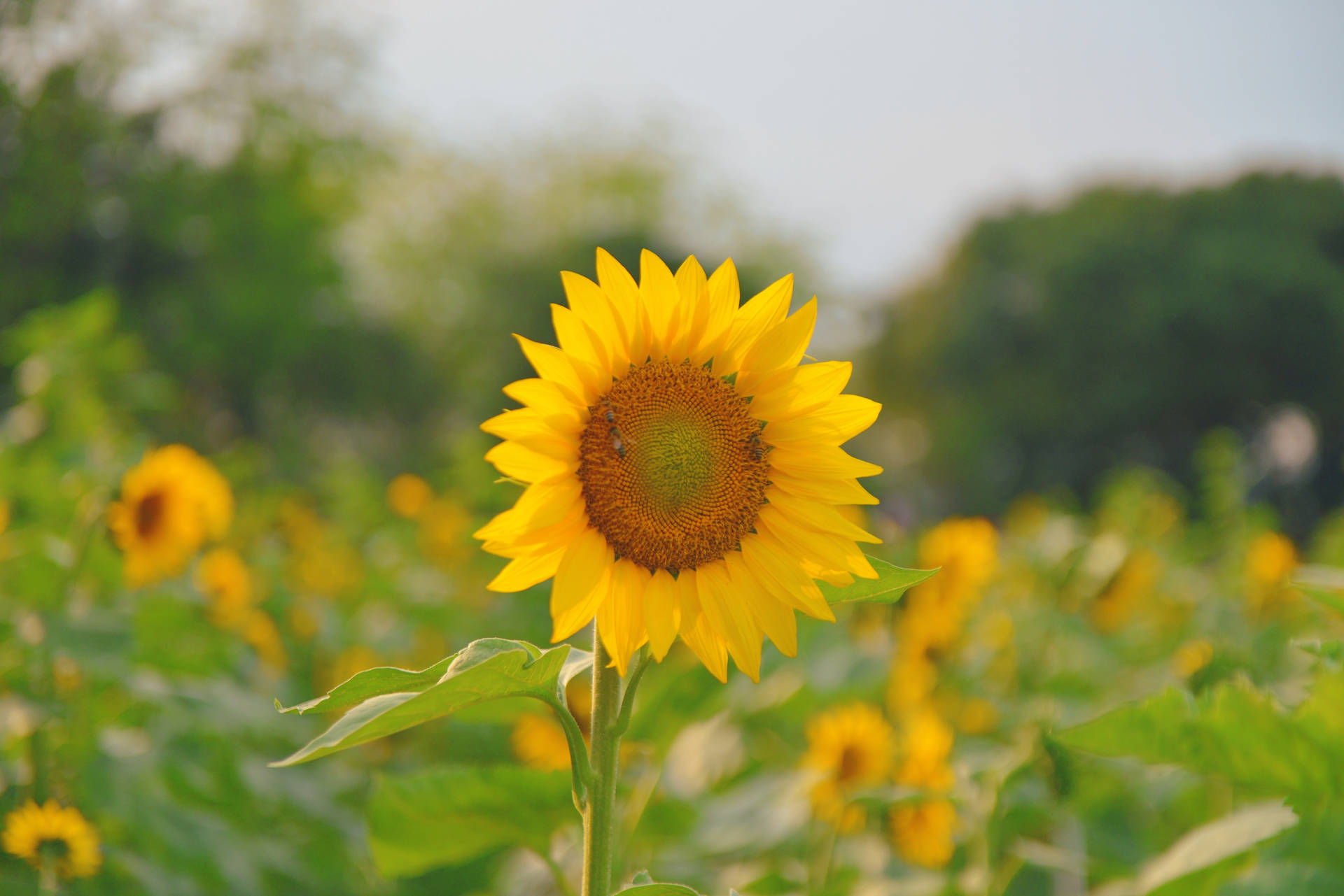 3264X2178 Sunflower Wallpaper and Background