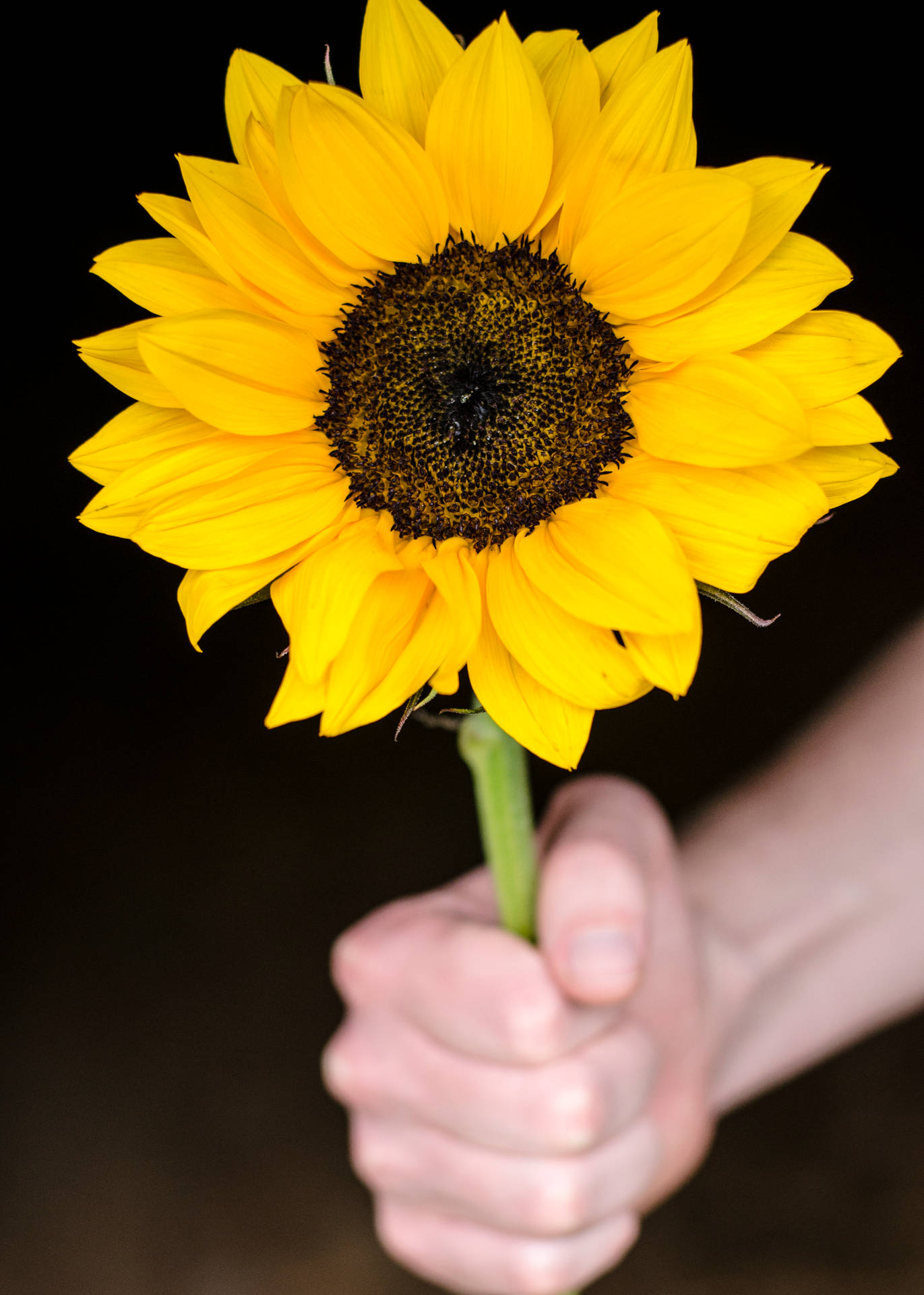 3264X4570 Sunflower Wallpaper and Background