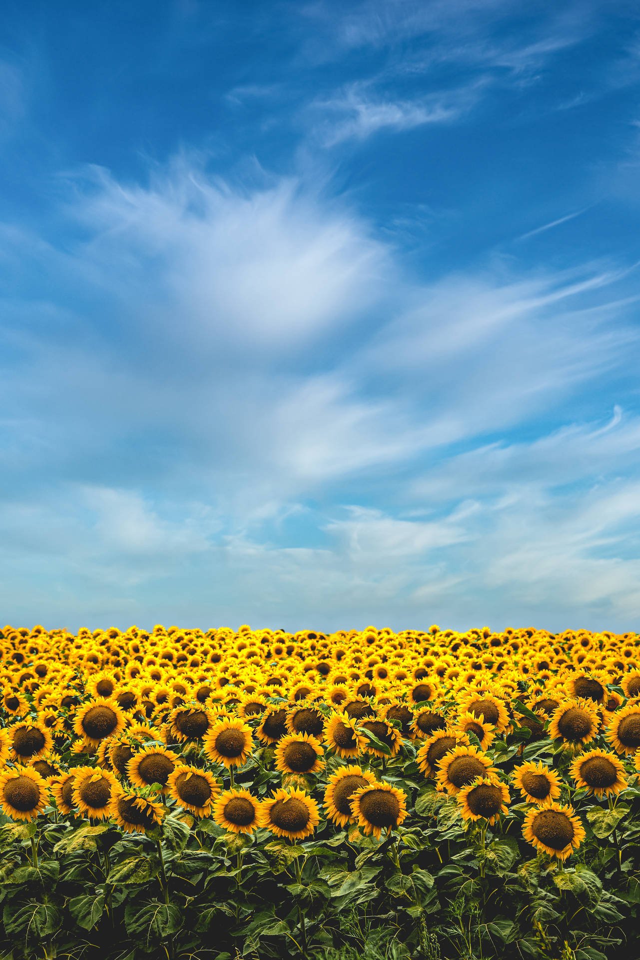 3356X5032 Sunflower Wallpaper and Background