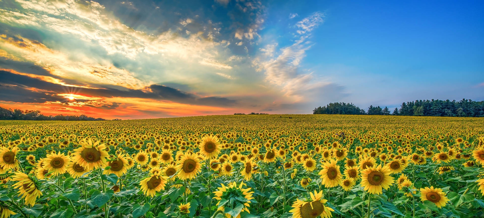 3360X1513 Sunflower Wallpaper and Background