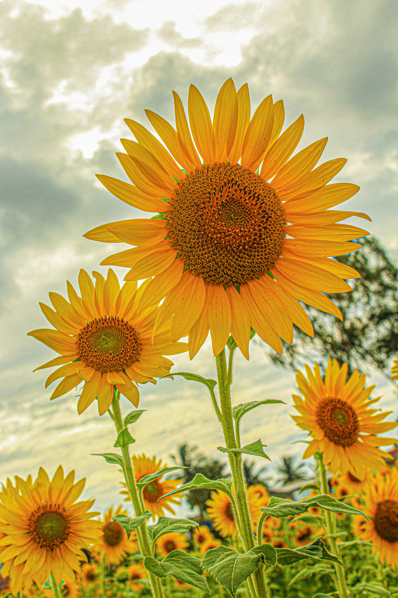 3456X5184 Sunflower Wallpaper and Background