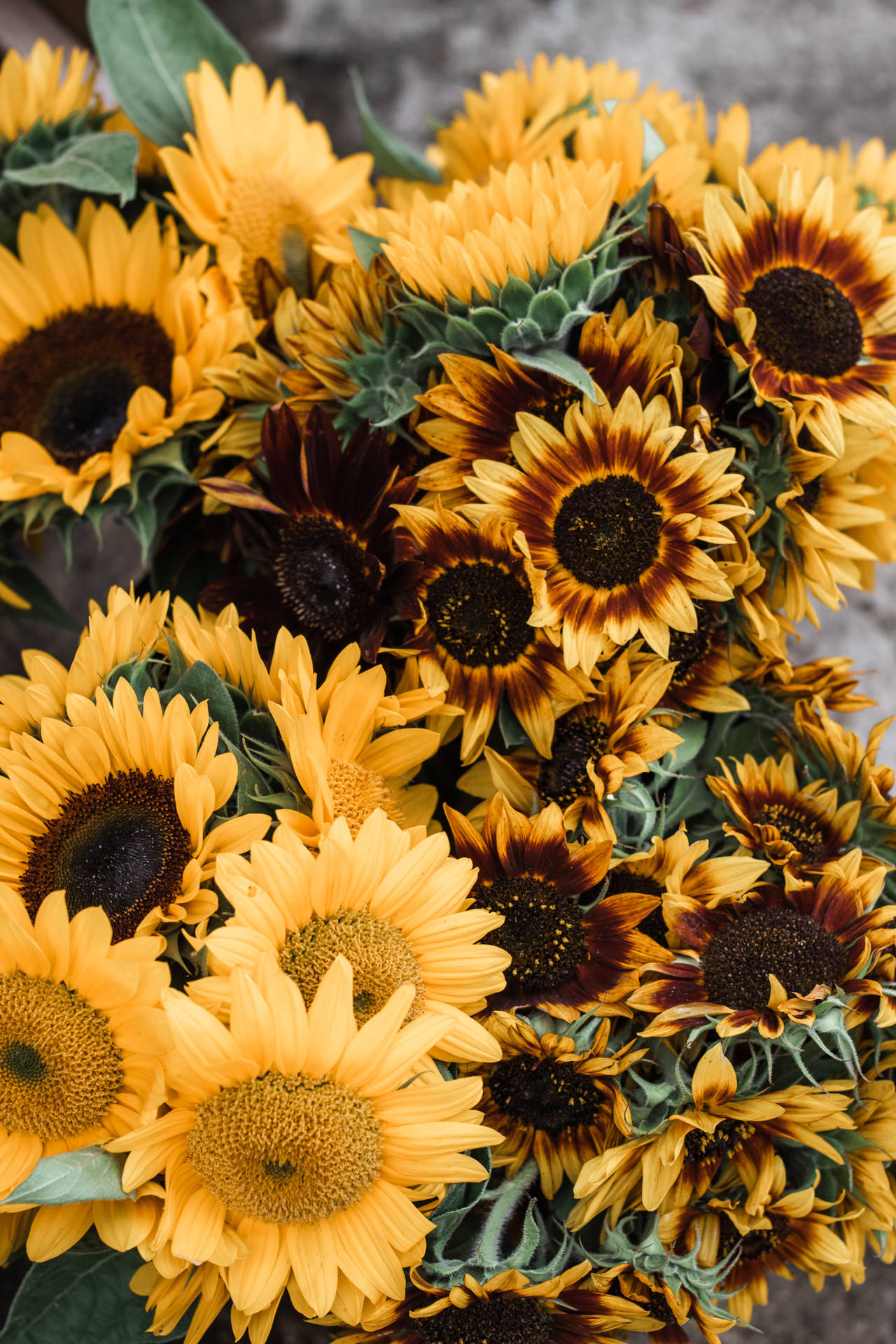 3456X5184 Sunflower Wallpaper and Background