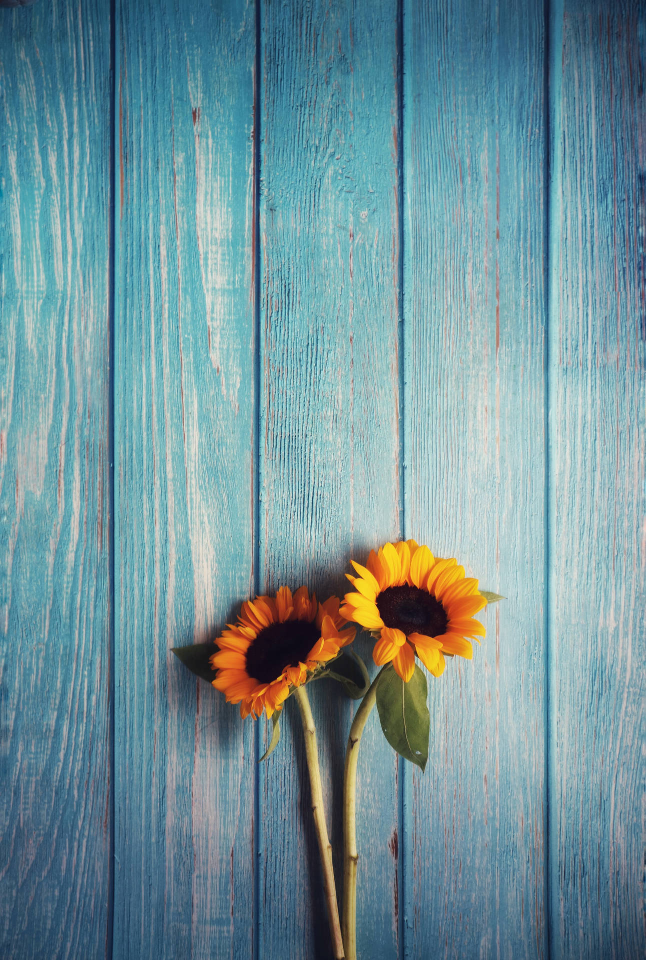 3495X5198 Sunflower Wallpaper and Background
