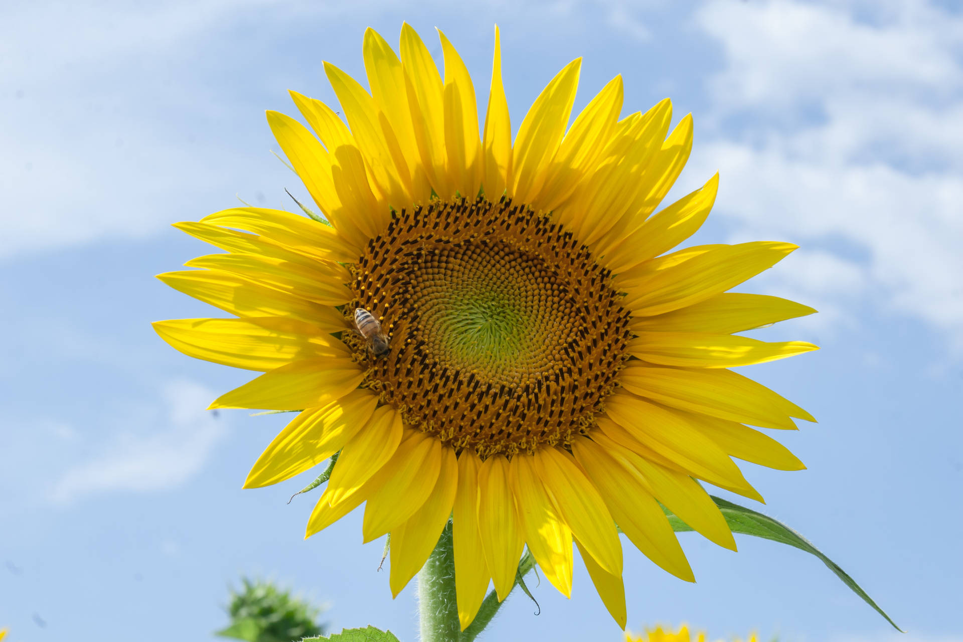 3504X2336 Sunflower Wallpaper and Background