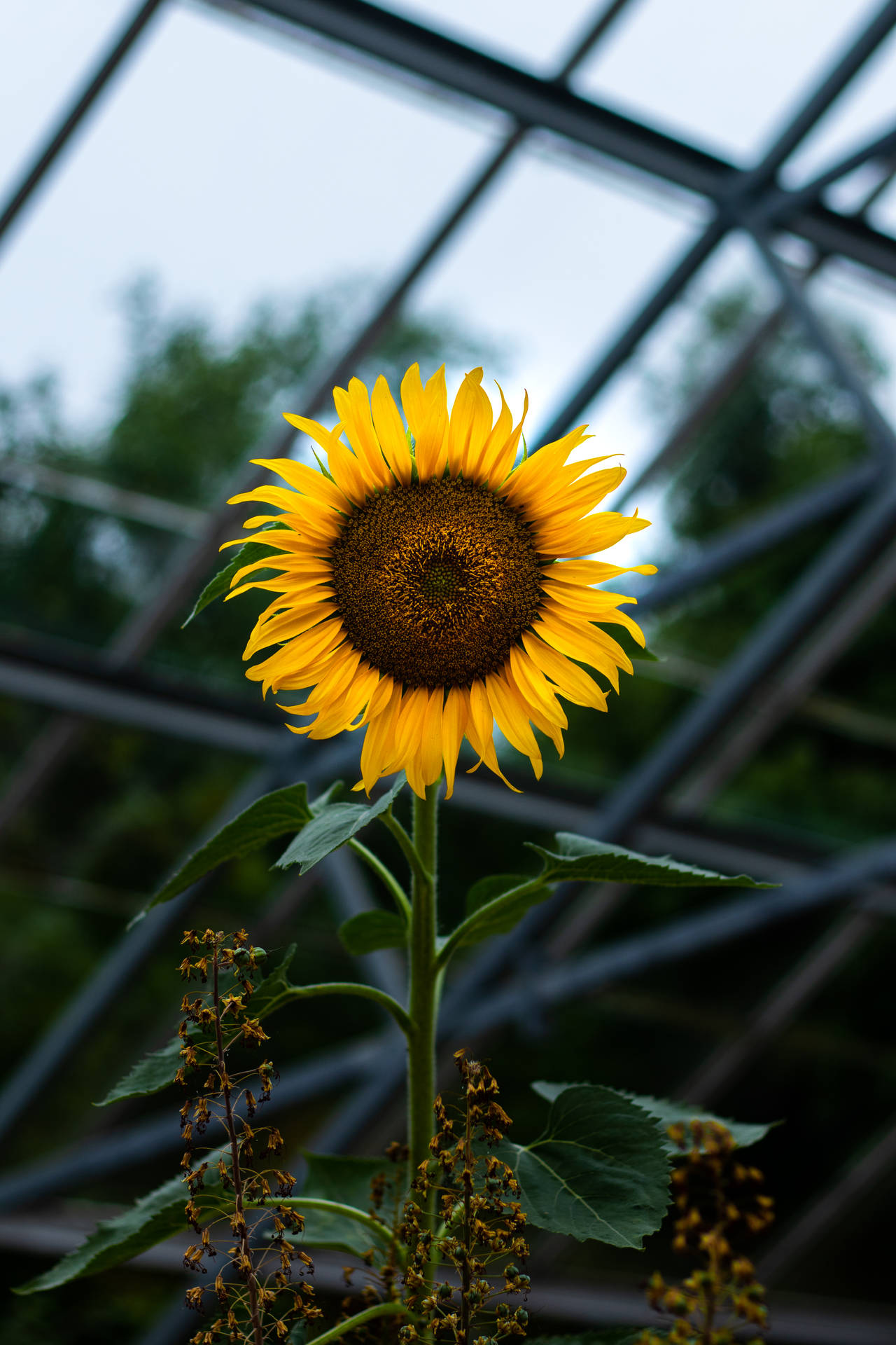 3568X5352 Sunflower Wallpaper and Background