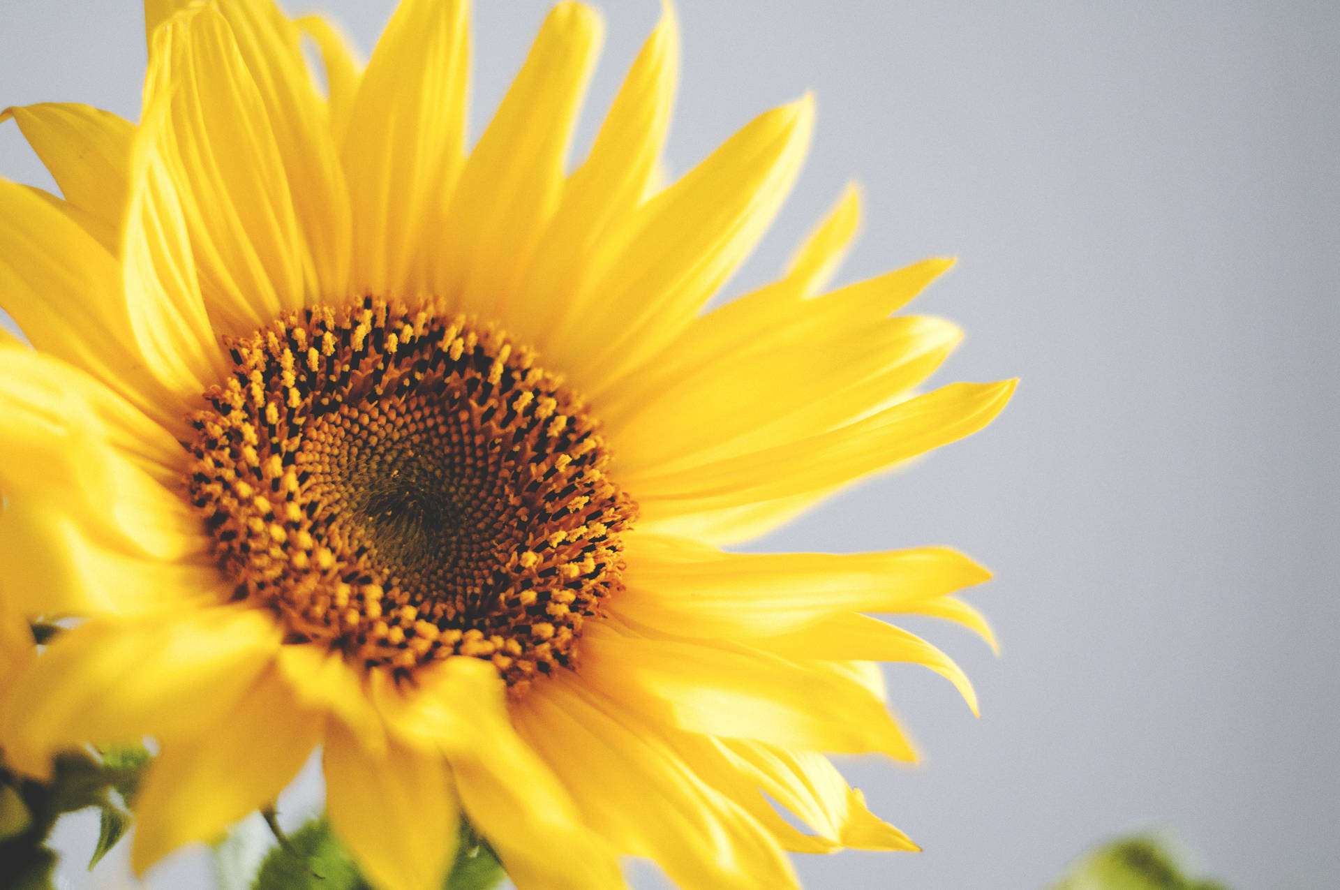 3600X2391 Sunflower Wallpaper and Background