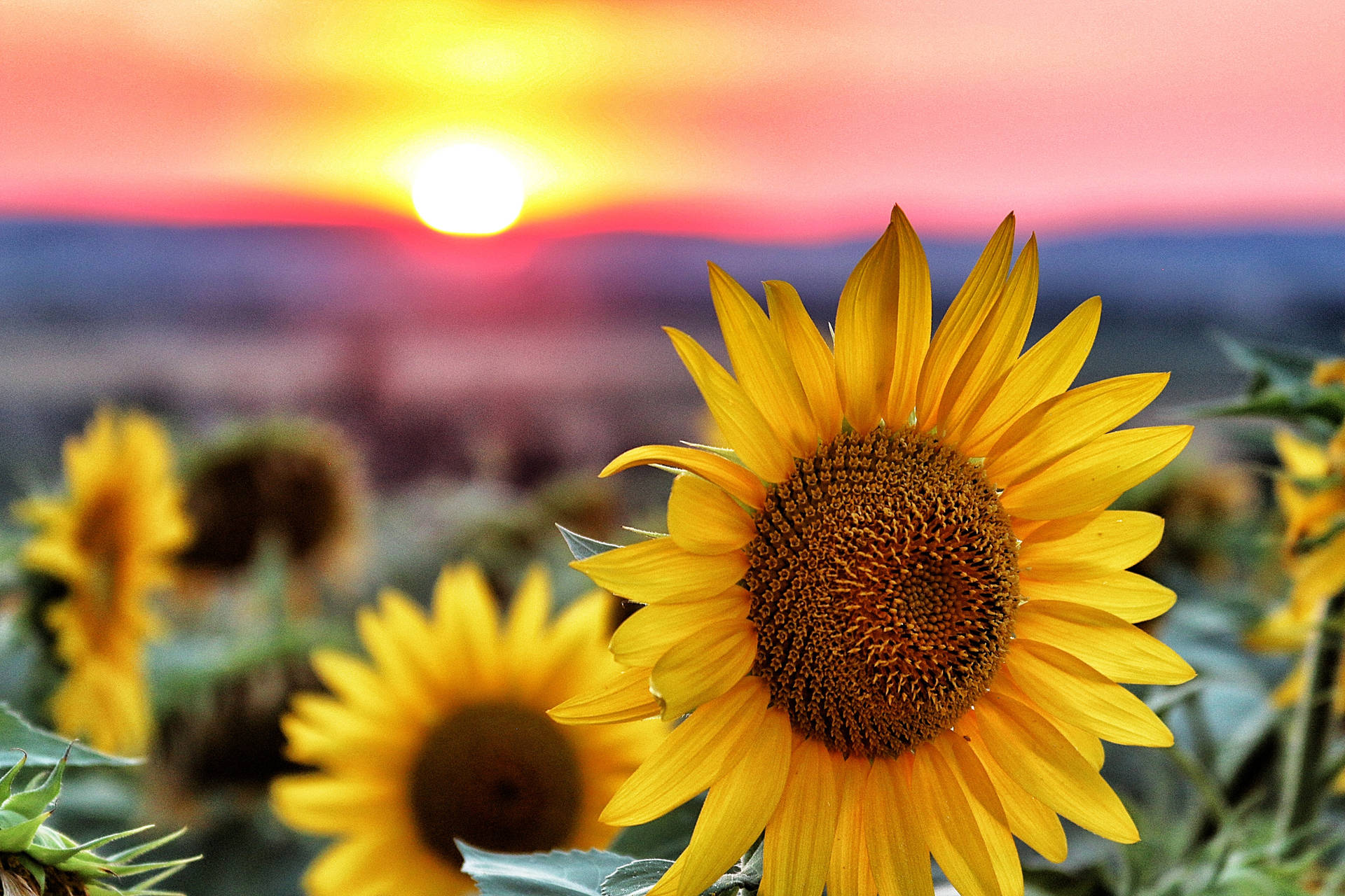 3648X2432 Sunflower Wallpaper and Background