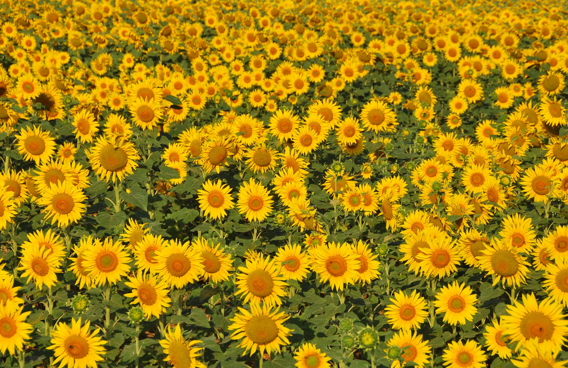 3872X2505 Sunflower Wallpaper and Background