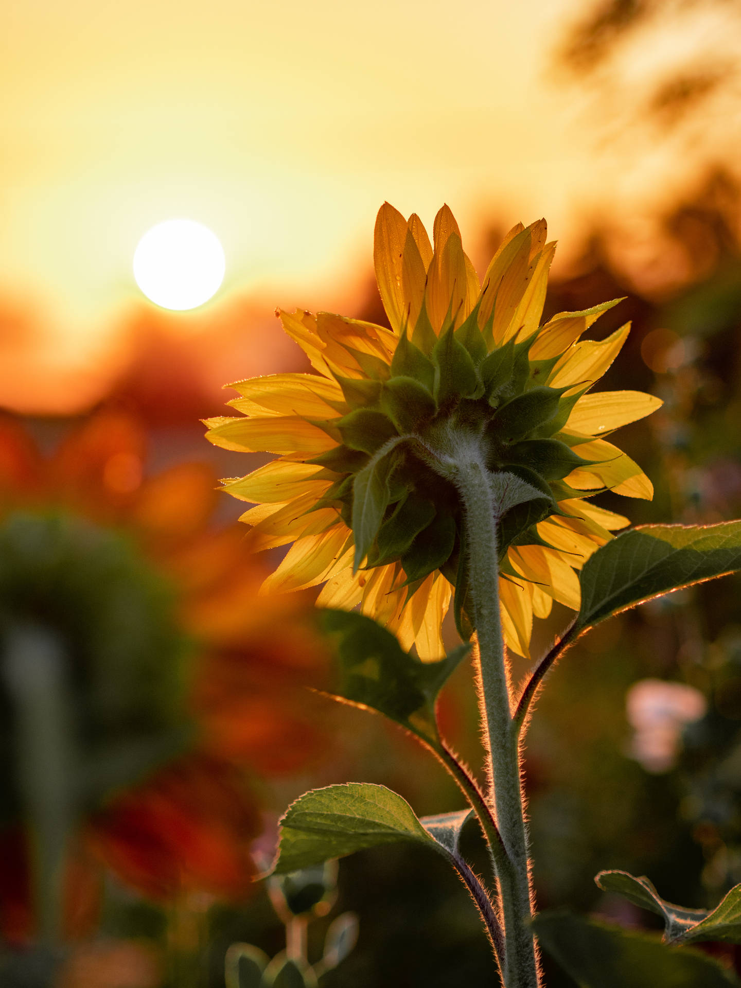 3888X5184 Sunflower Wallpaper and Background