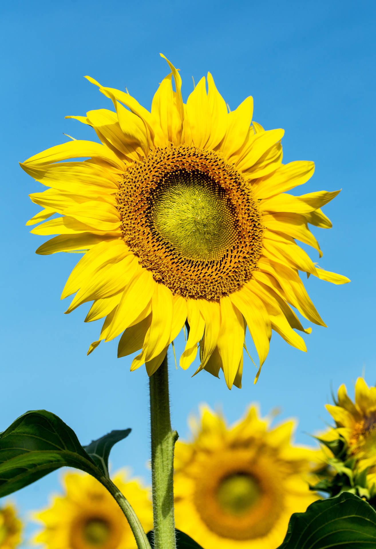 3888X5680 Sunflower Wallpaper and Background